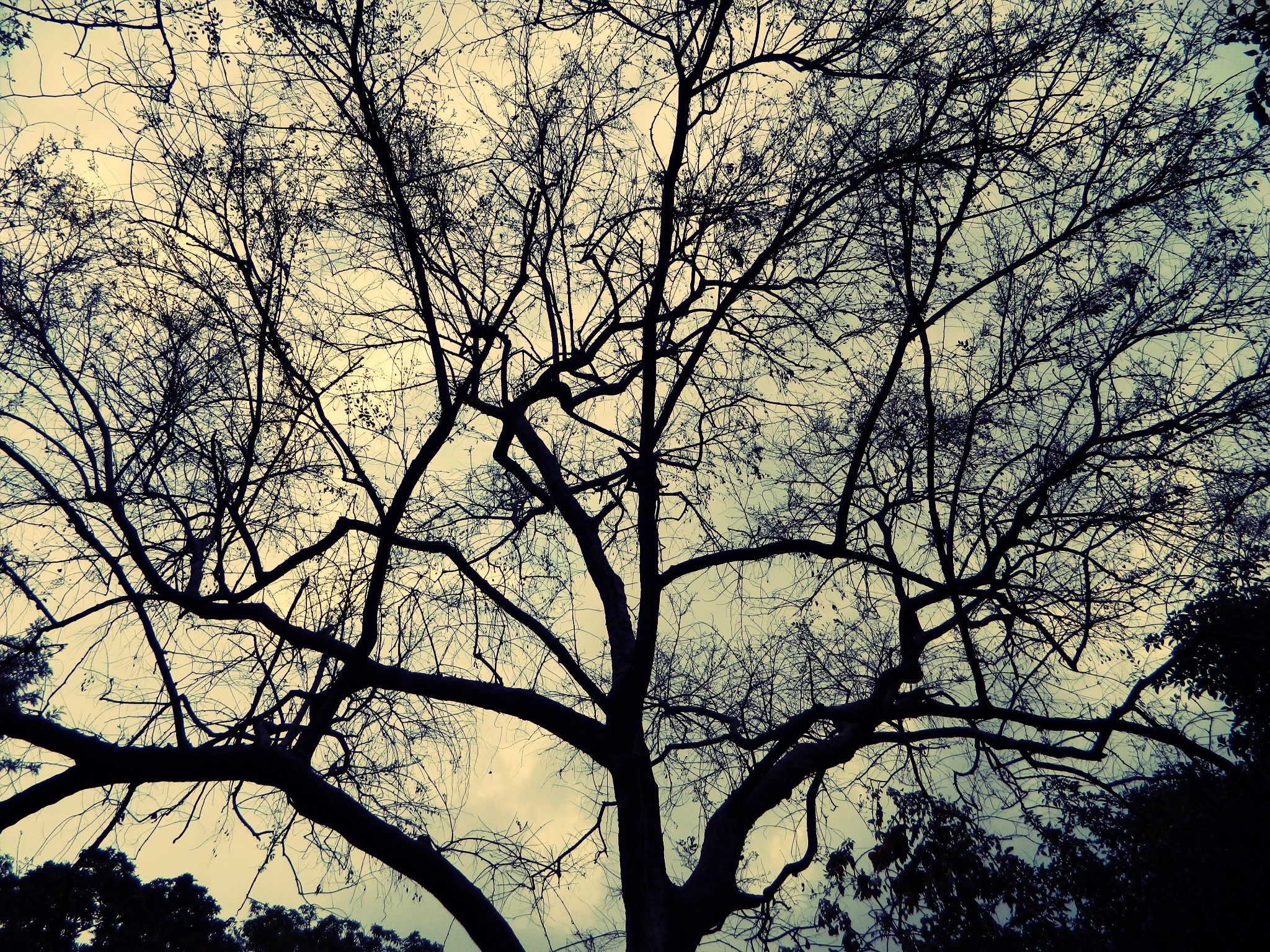 Silhouette of a bare tree against a cloudy sky HD Wallpaper