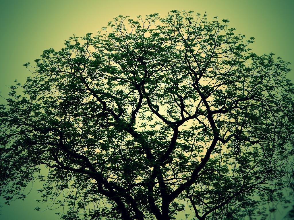 Silhouette of a large tree with green leaves against a hazy sky HD Wallpaper