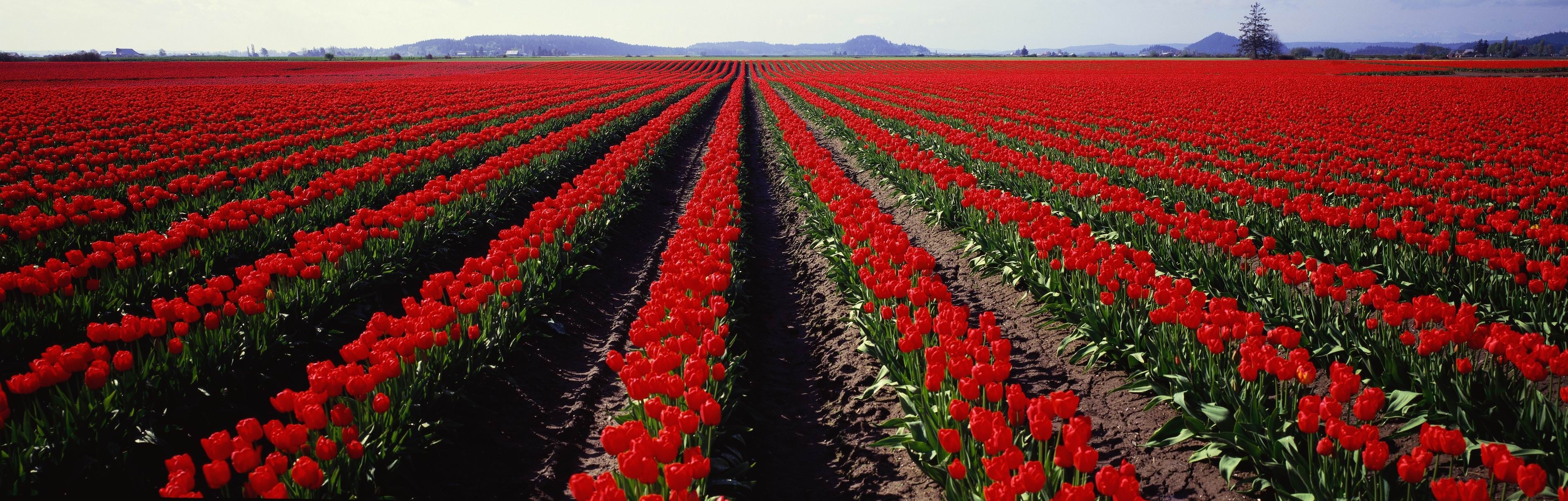 Rows of red tulips in a field HD Wallpaper