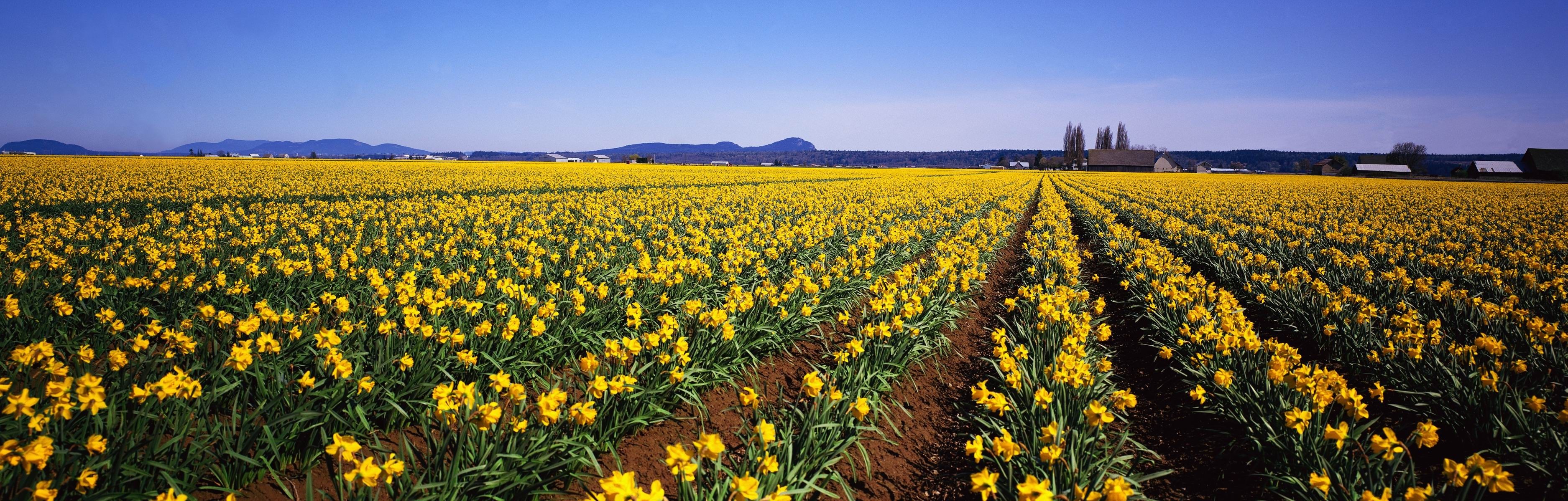 Field of yellow daffodils with farm buildings HD Wallpaper