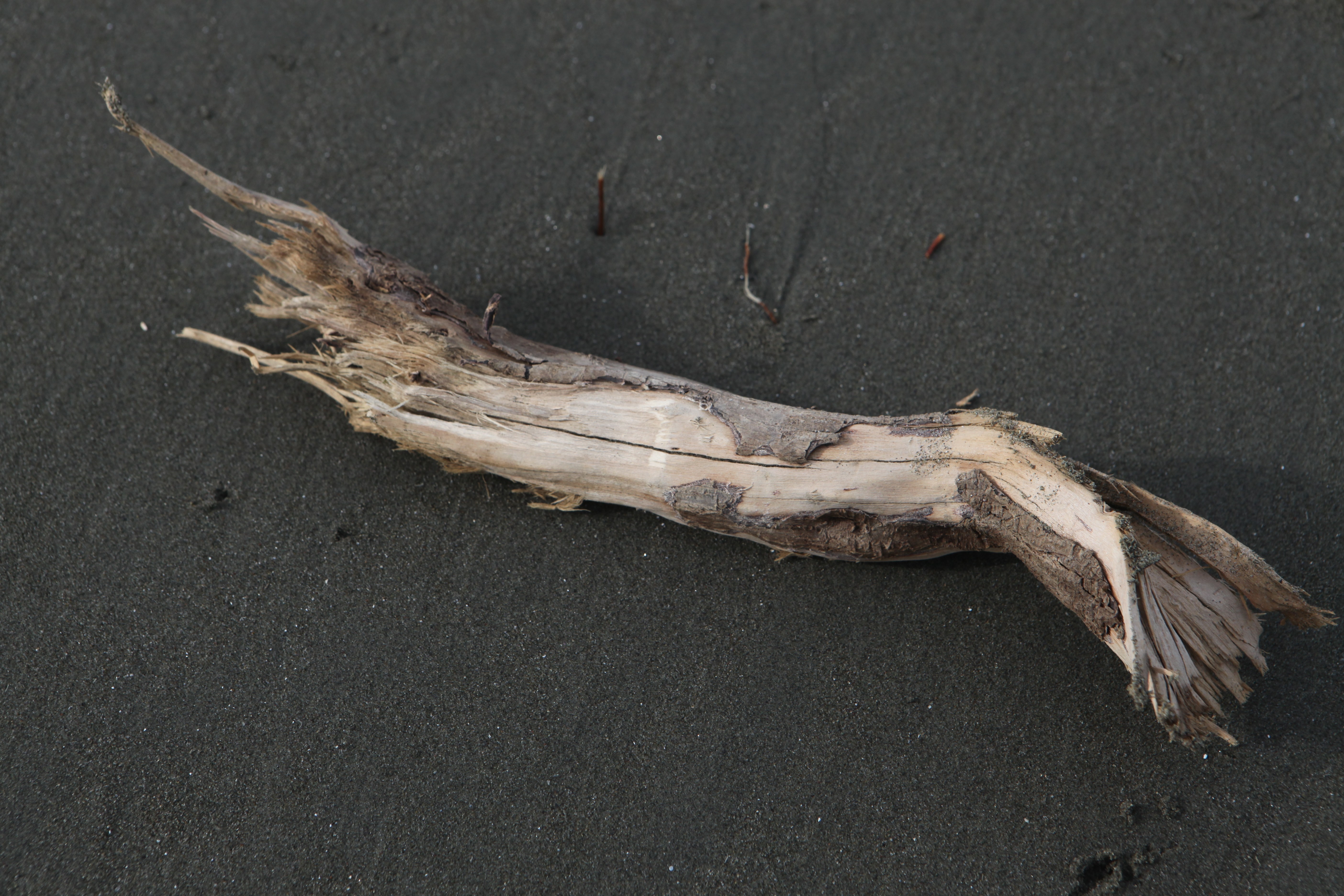 Driftwood on dark sand HD Wallpaper