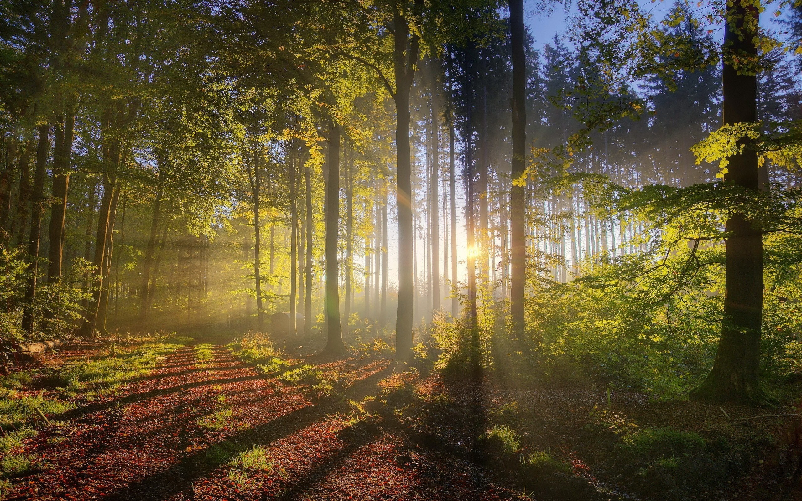 Sunlight filtering through a misty forest in the morning HD Wallpaper