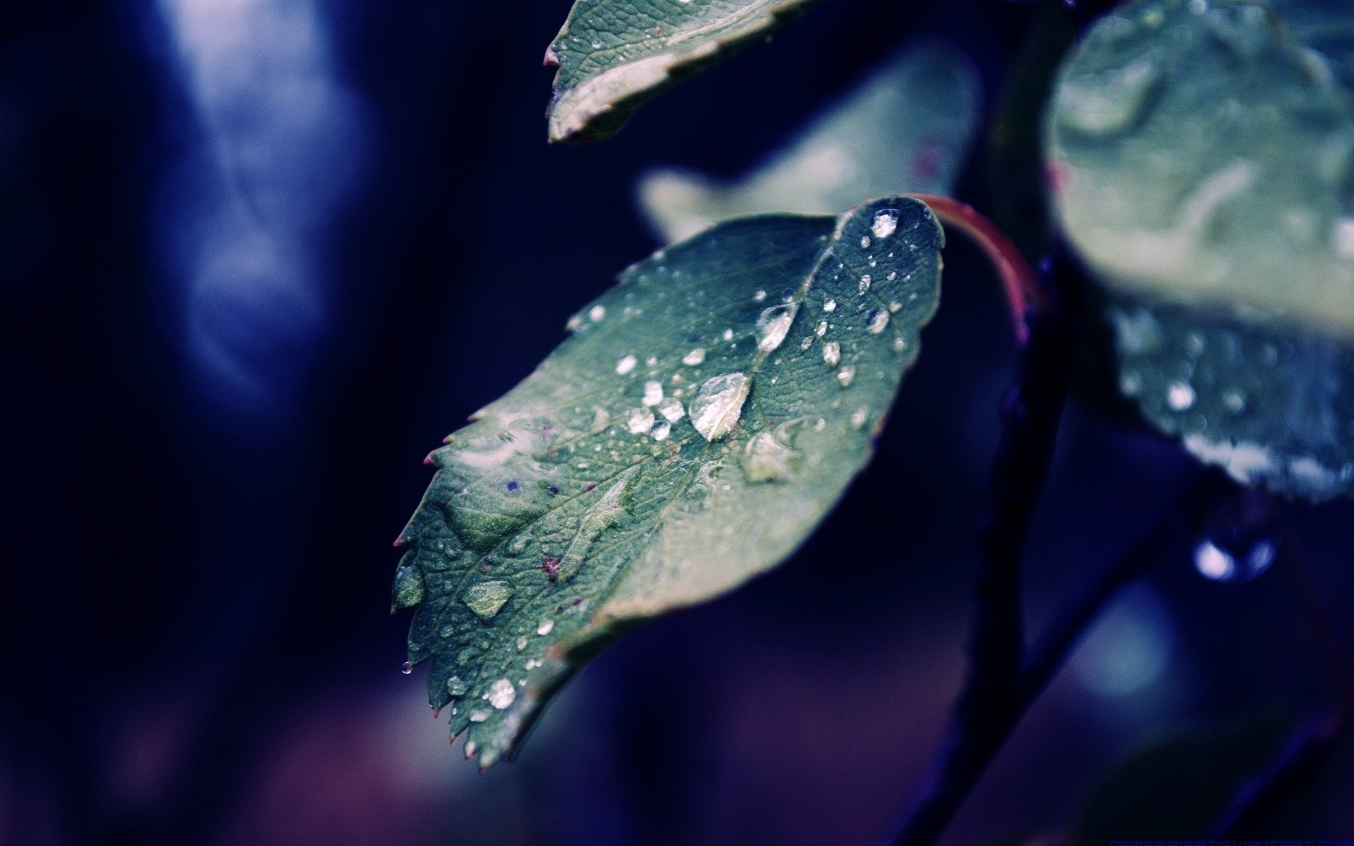 Macro photography of water drops on a green leaf HD Wallpaper