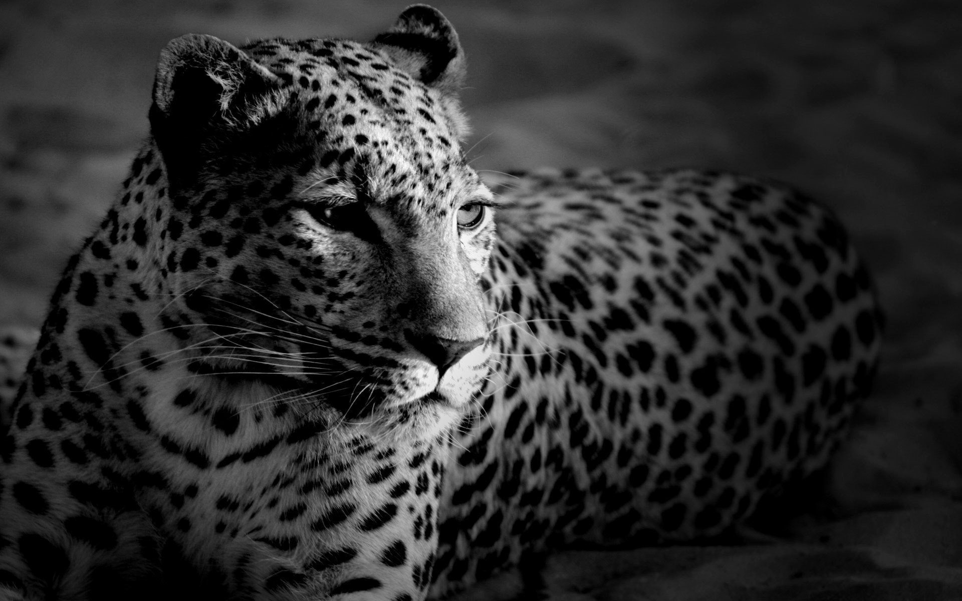 Monochrome portrait of a leopard in black and white HD Wallpaper
