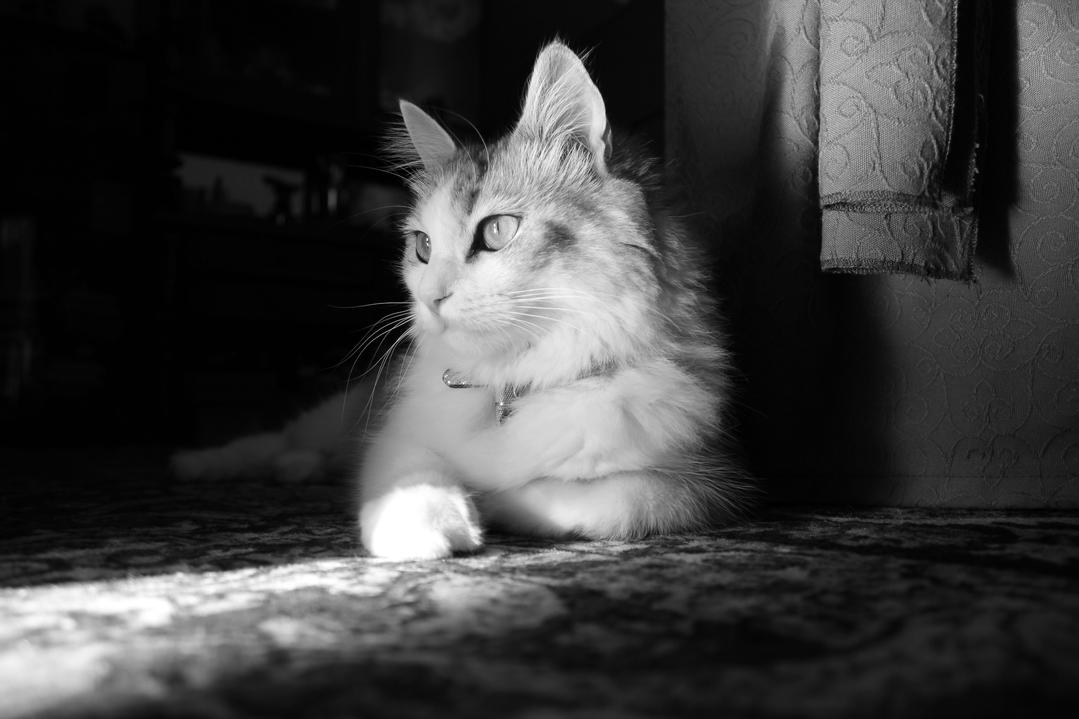 Monochrome portrait of a fluffy cat sitting in sunlight HD Wallpaper