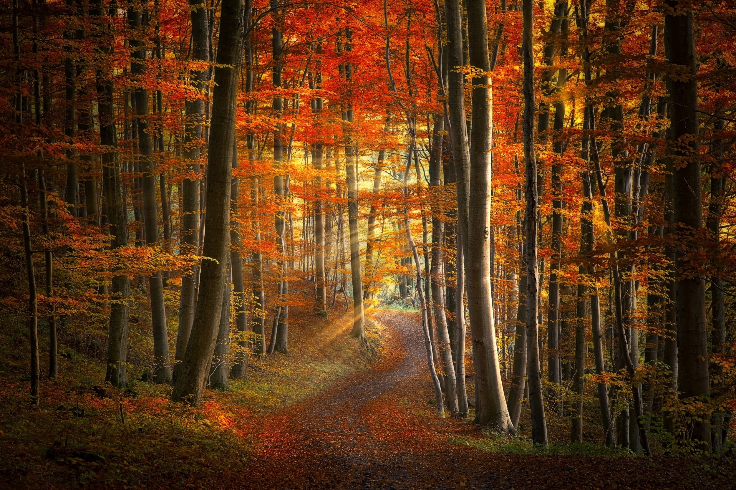 Sunlight Filtering Through Autumn Forest Path HD Wallpaper