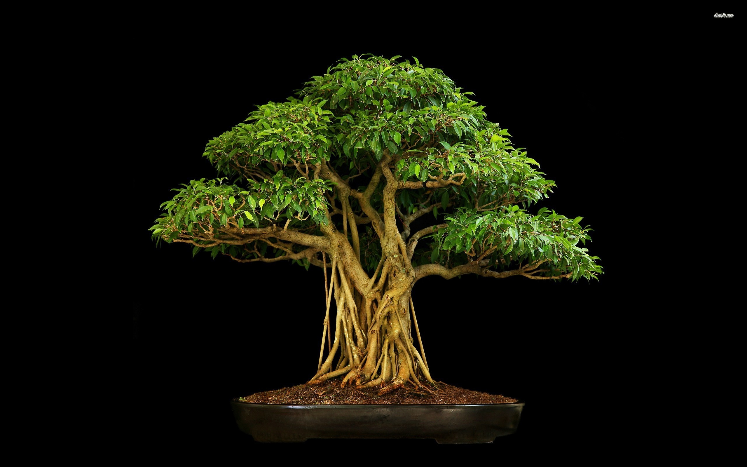 Bonsai tree with aerial roots in a pot HD Wallpaper