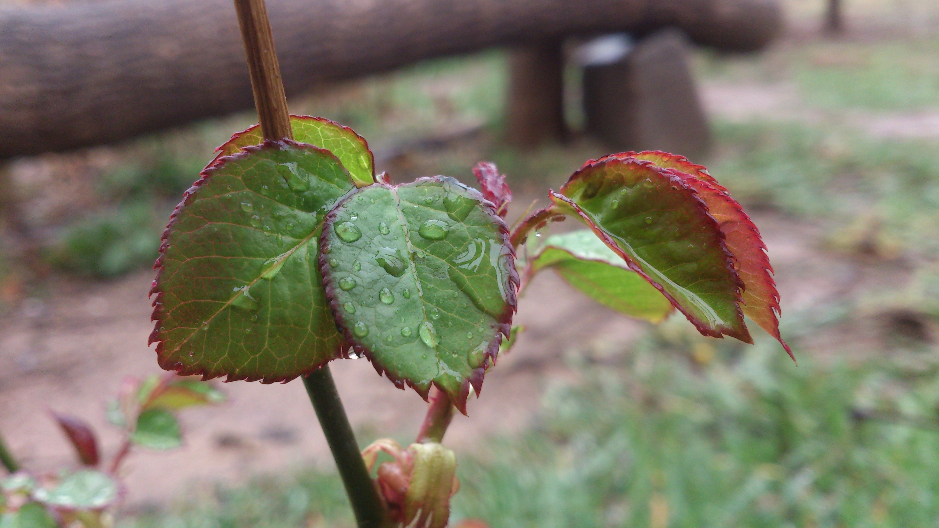 Close up of wet rose leaves with red edges HD Wallpaper