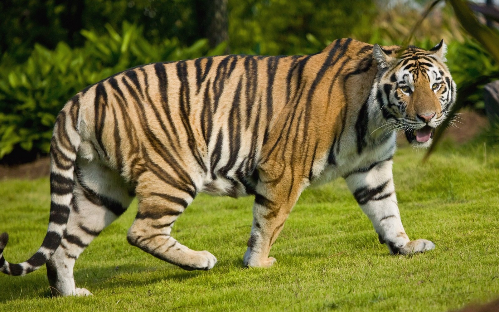 Tiger walking on green grass HD Wallpaper