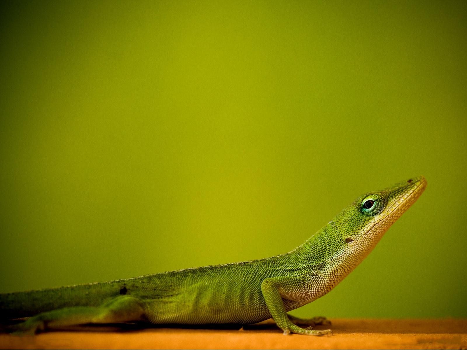 Green anole lizard on a wooden surface with a green background HD Wallpaper