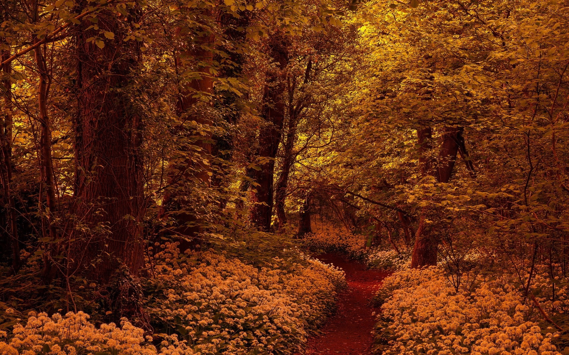 A forest path lined with white flowers in autumn HD Wallpaper