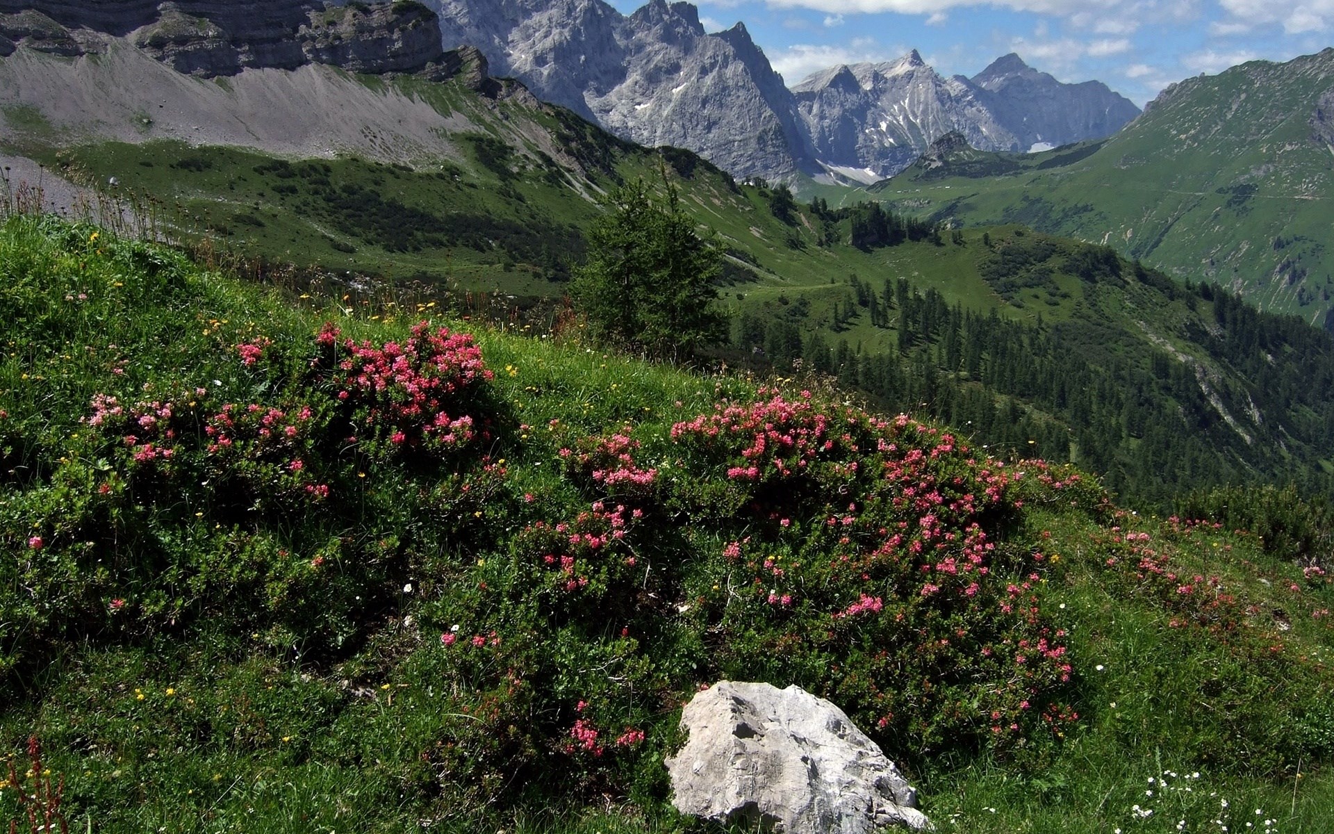 Alpine meadow with rhododendrons and mountains HD Wallpaper