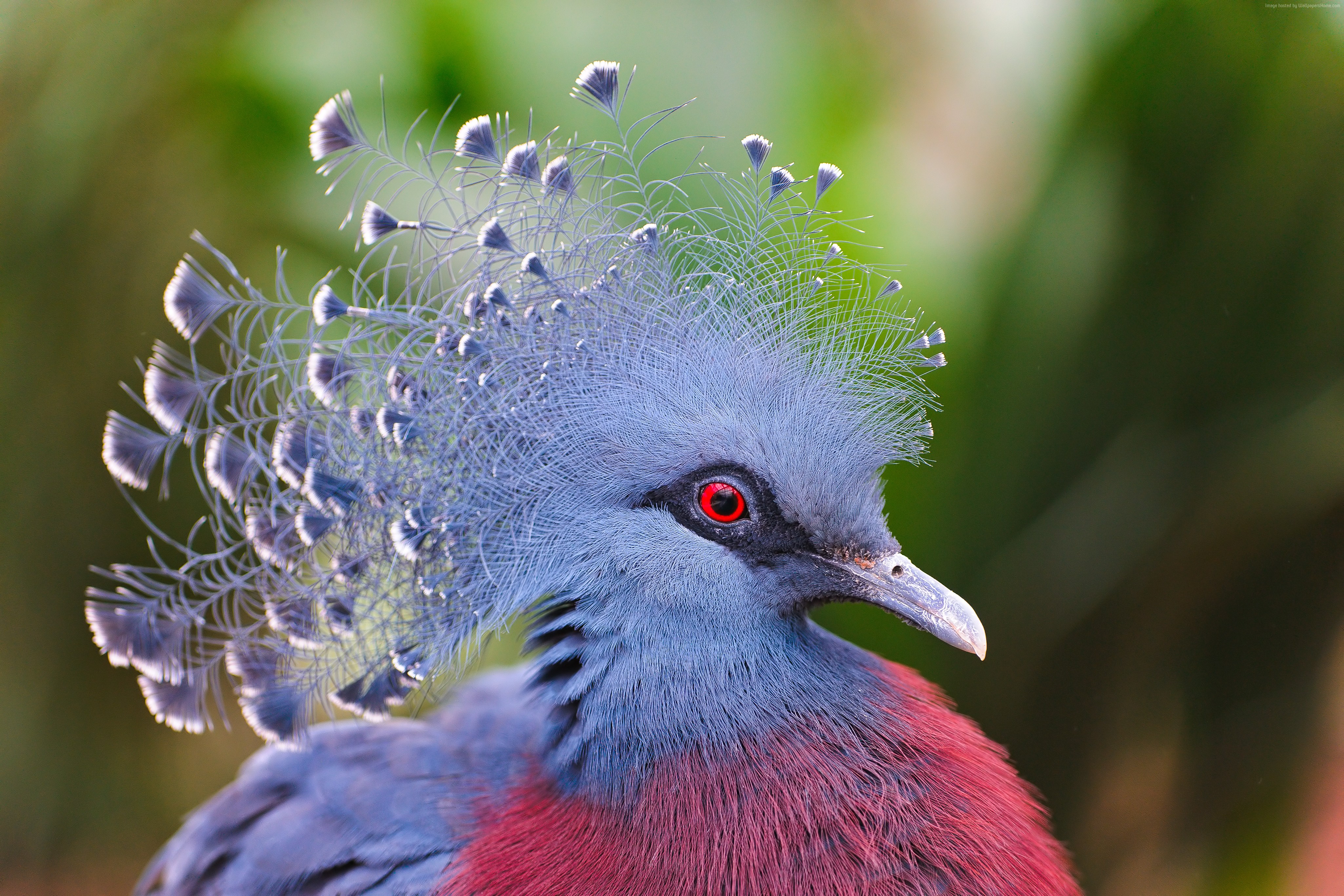 Victoria crowned pigeon with elaborate blue crest HD Wallpaper