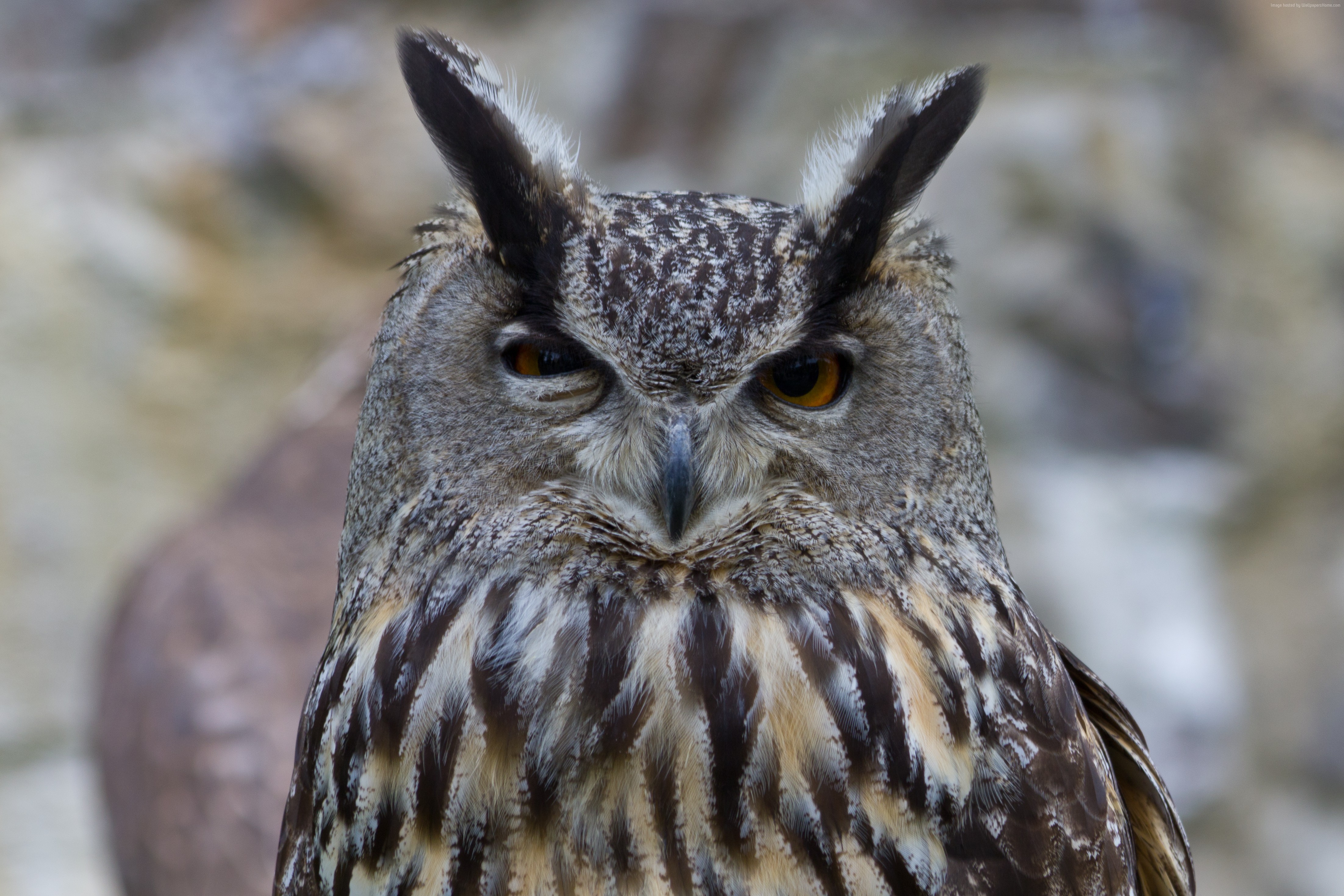 funny, Owl, cute animals HD Wallpaper