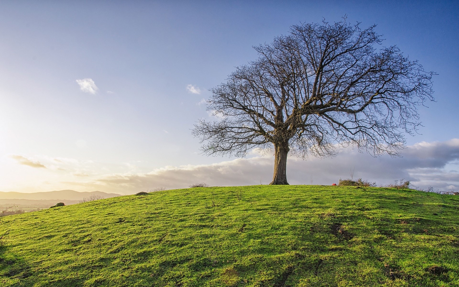 Bare tree on a grassy hill under a blue sky HD Wallpaper