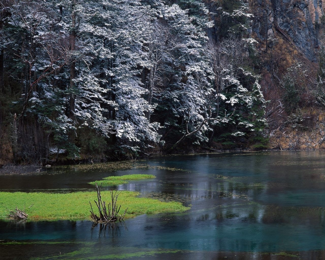 Snow-dusted forest bordering a clear lake with green vegetation HD Wallpaper