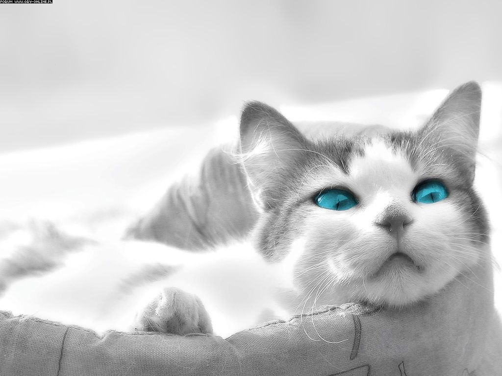 Close up of a cat with bright blue eyes HD Wallpaper