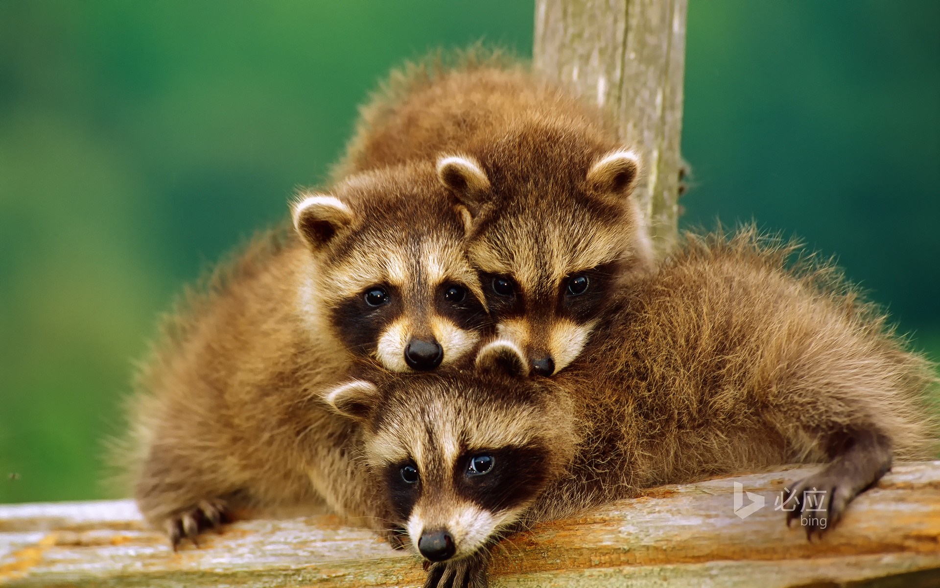 Three baby raccoons huddled together on a wooden surface HD Wallpaper