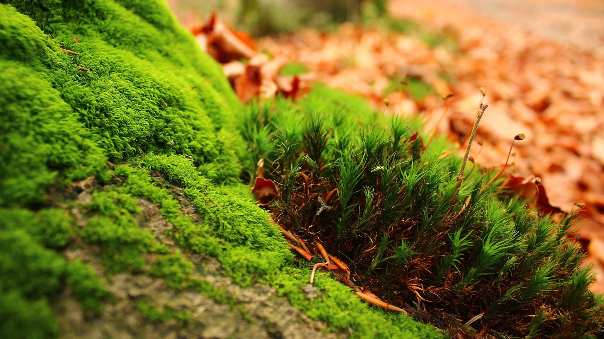 Close-up of green moss on a tree trunk with autumn leaves HD Wallpaper