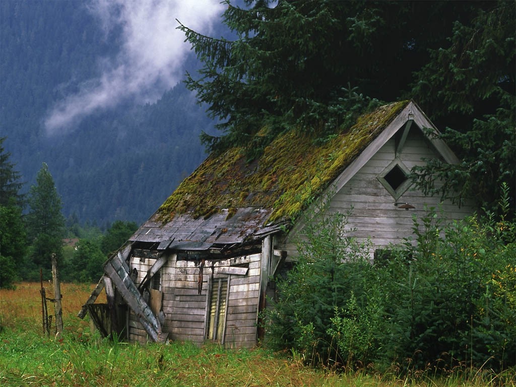 Abandoned wooden shack in a forest with mountains HD Wallpaper