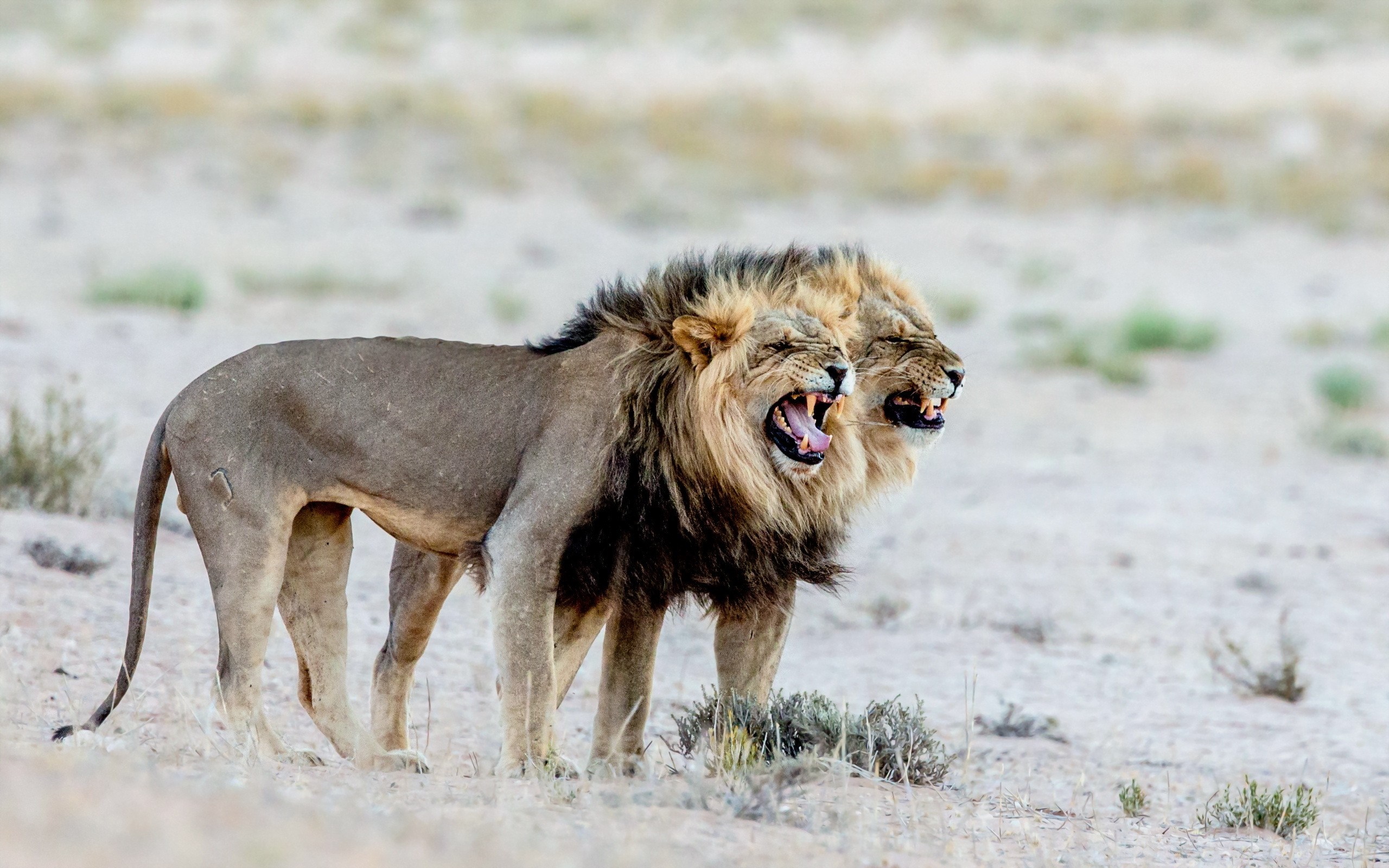 A male lion with a dark mane stands on a rocky outcrop. HD Wallpaper
