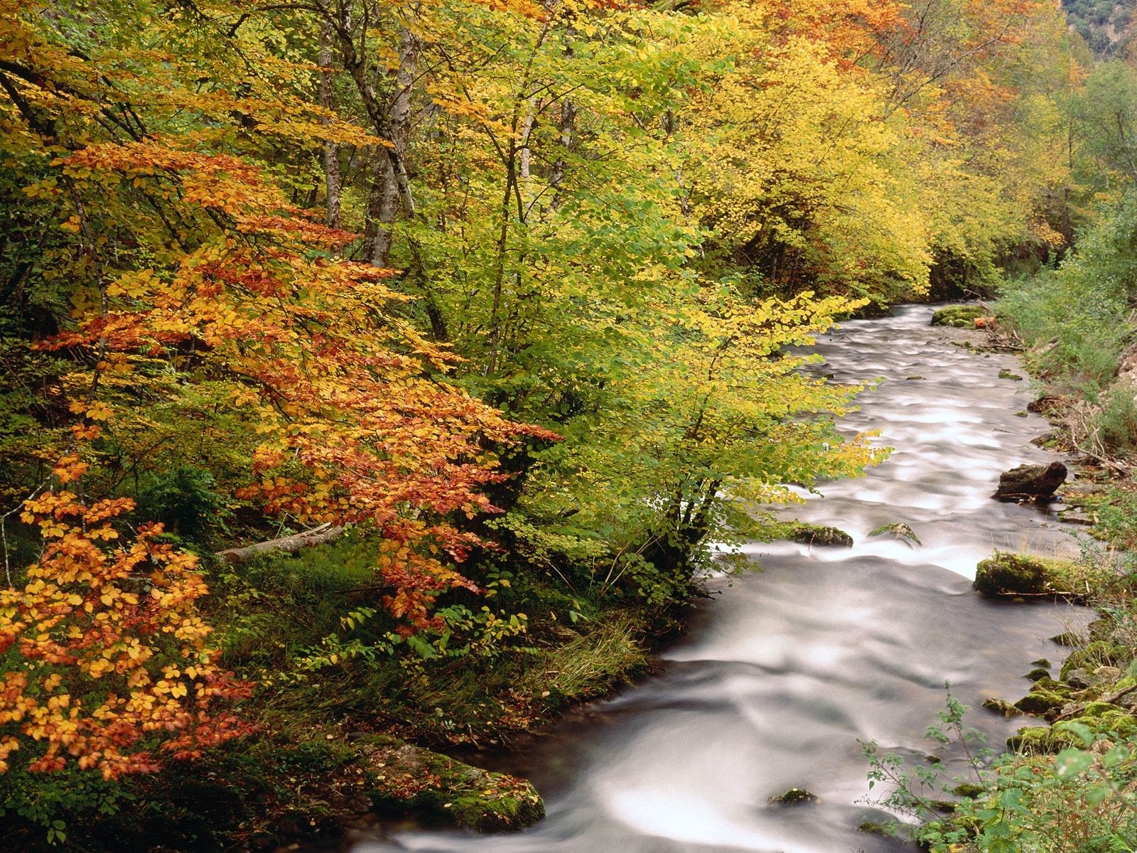 Autumn forest with a flowing river HD Wallpaper