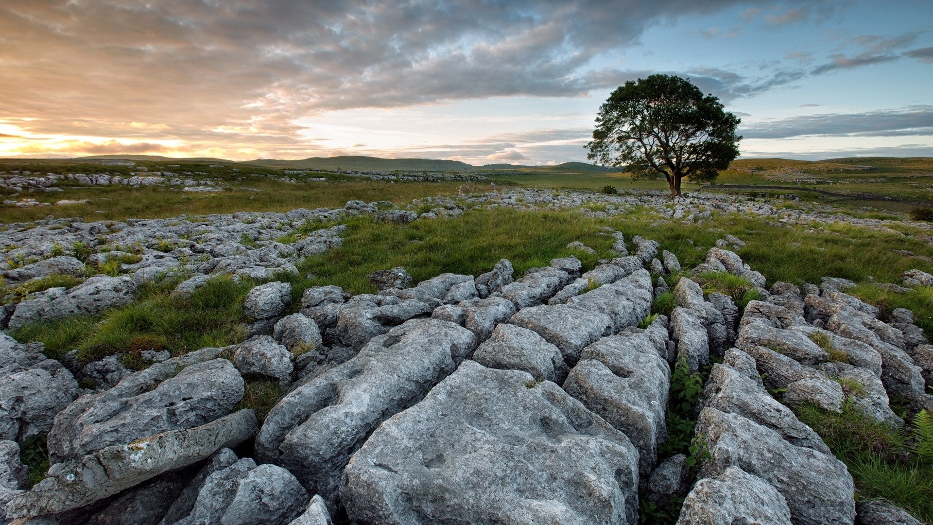 Limestone pavement with a lone tree under a cloudy sky HD Wallpaper