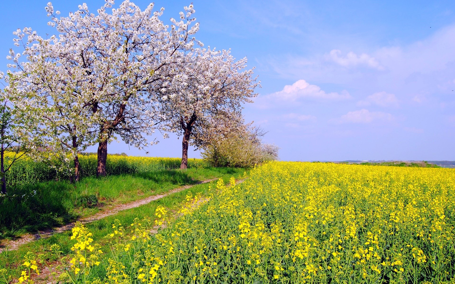 Blooming trees and yellow flower field under blue sky HD Wallpaper