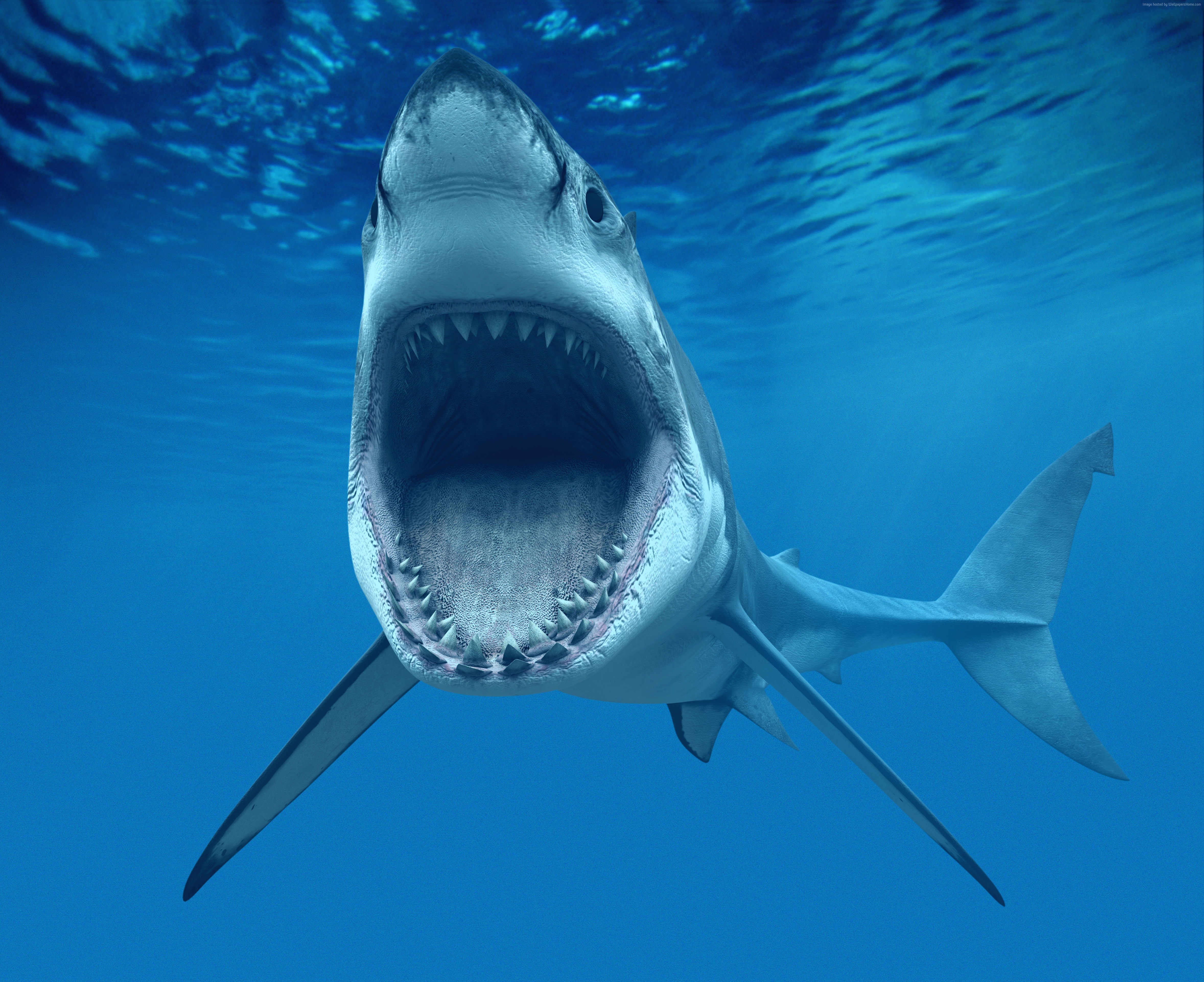 Great White Shark with open mouth underwater HD Wallpaper