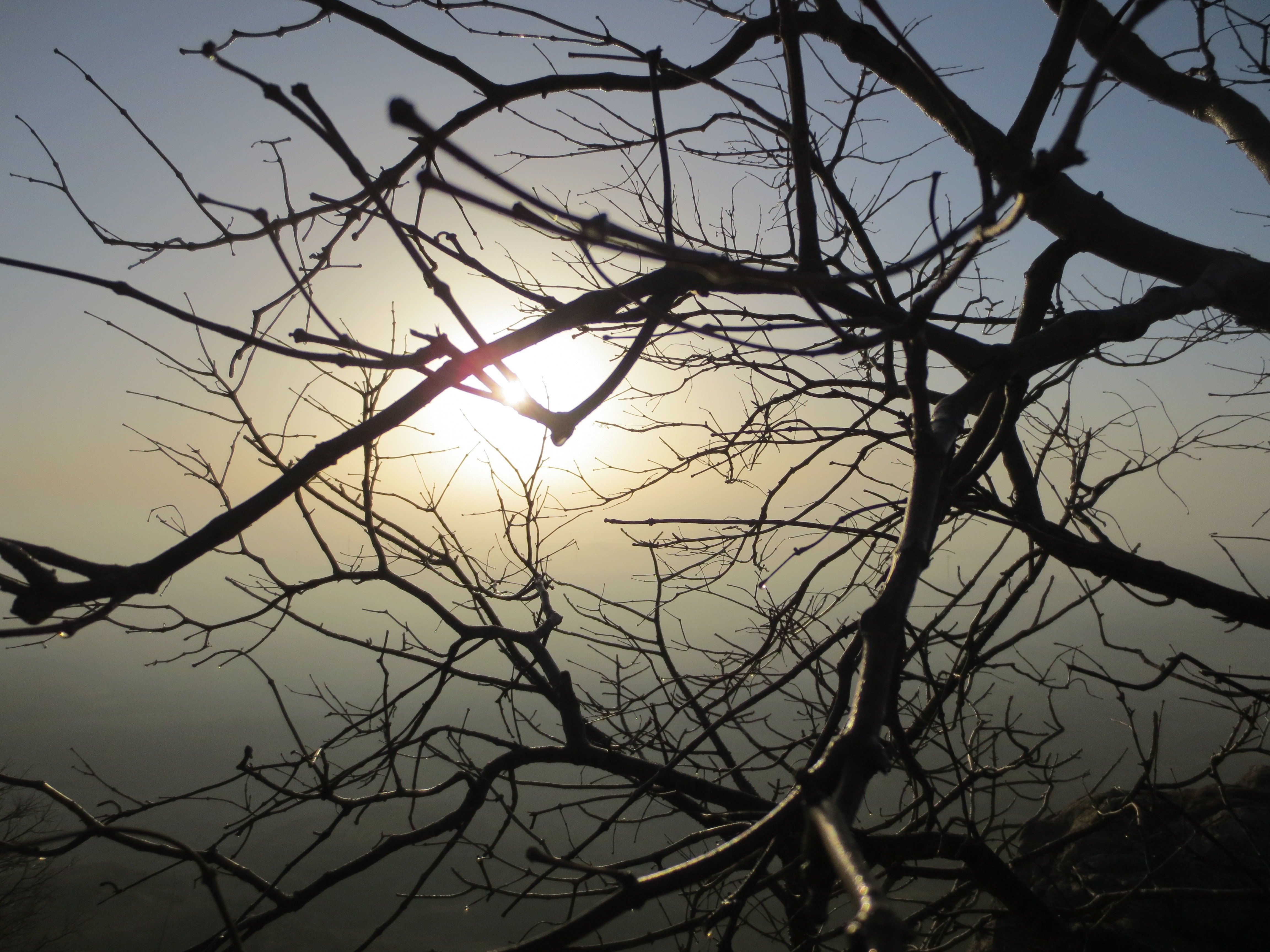Silhouetted tree branches against the setting sun HD Wallpaper
