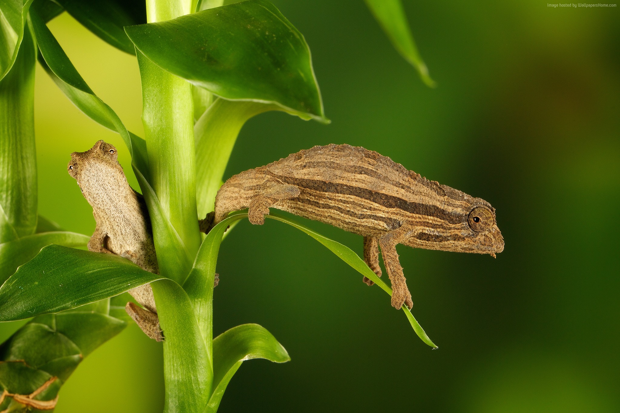 Two chameleons on a green stalk HD Wallpaper