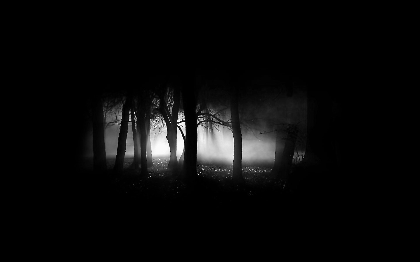 Monochrome forest at night with fog and light HD Wallpaper