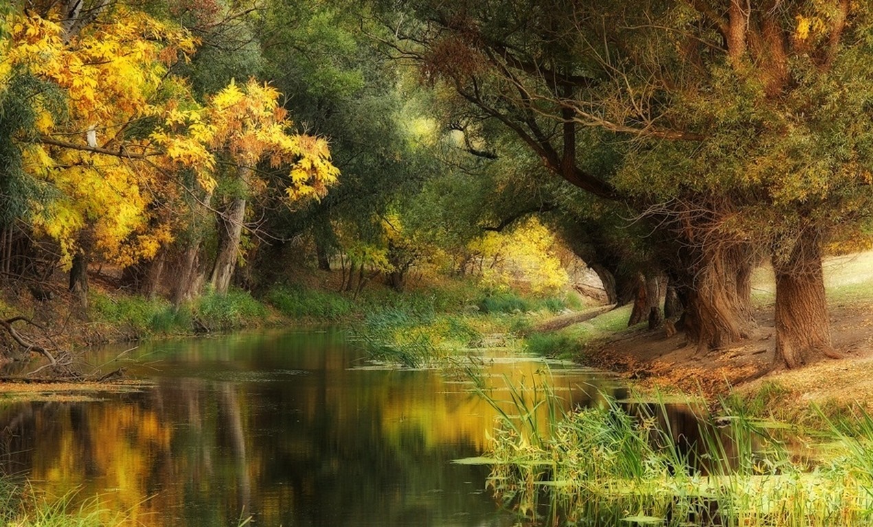 Autumn river flowing through a forest with yellow leaves HD Wallpaper