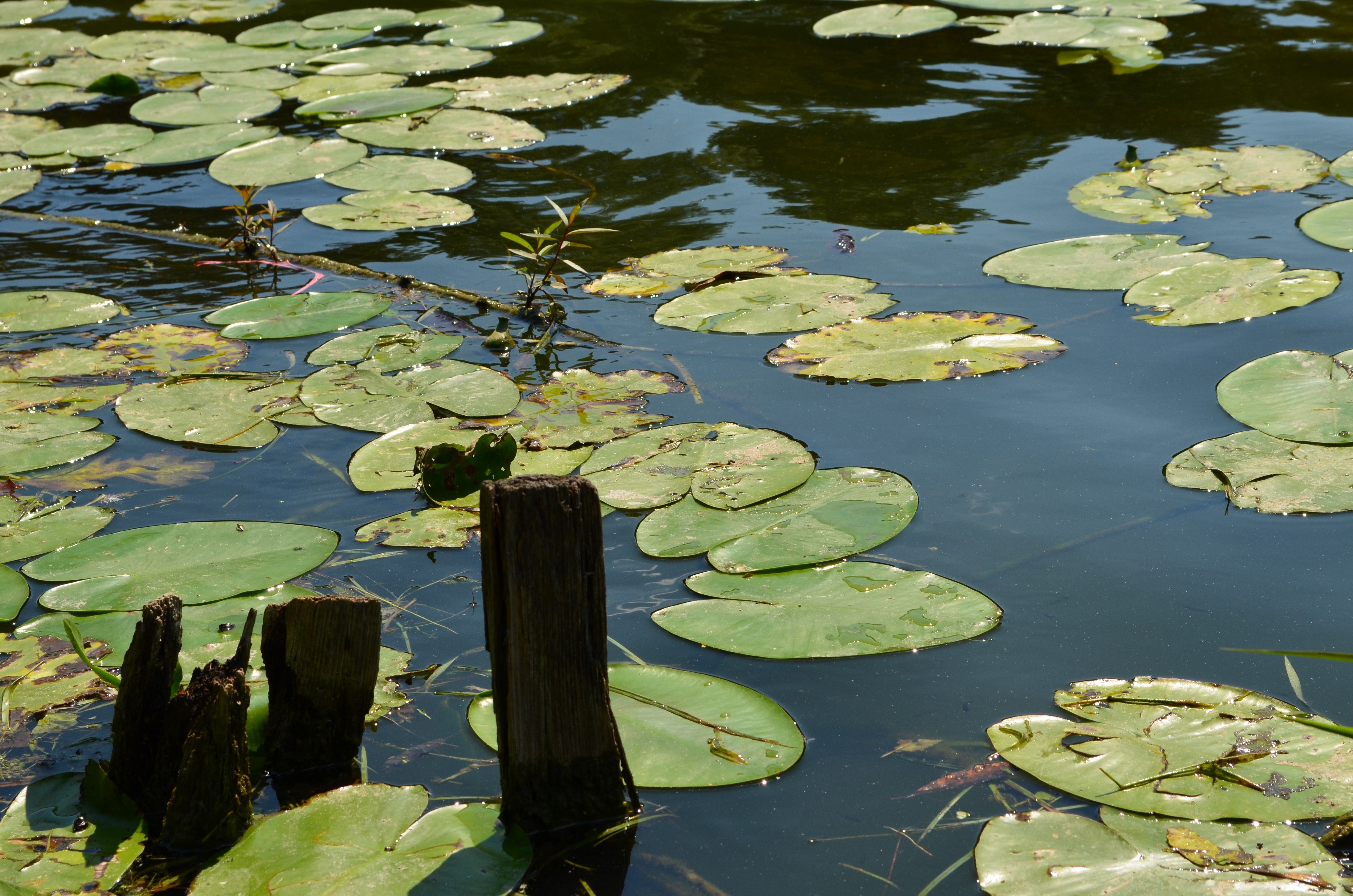 Lily pads floating on a dark pond with wooden posts HD Wallpaper