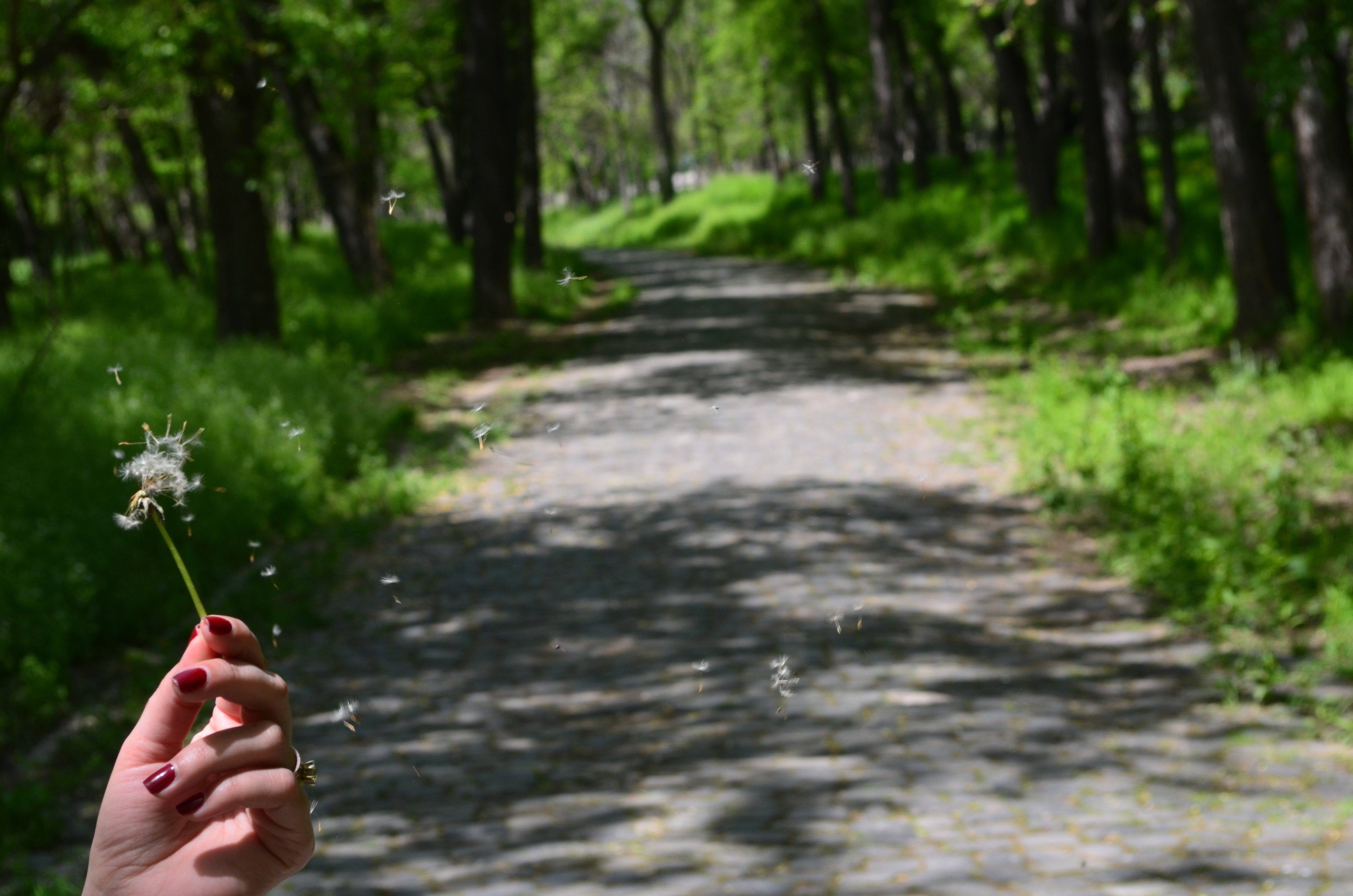 Hand holding dandelion blowing seeds on a path HD Wallpaper