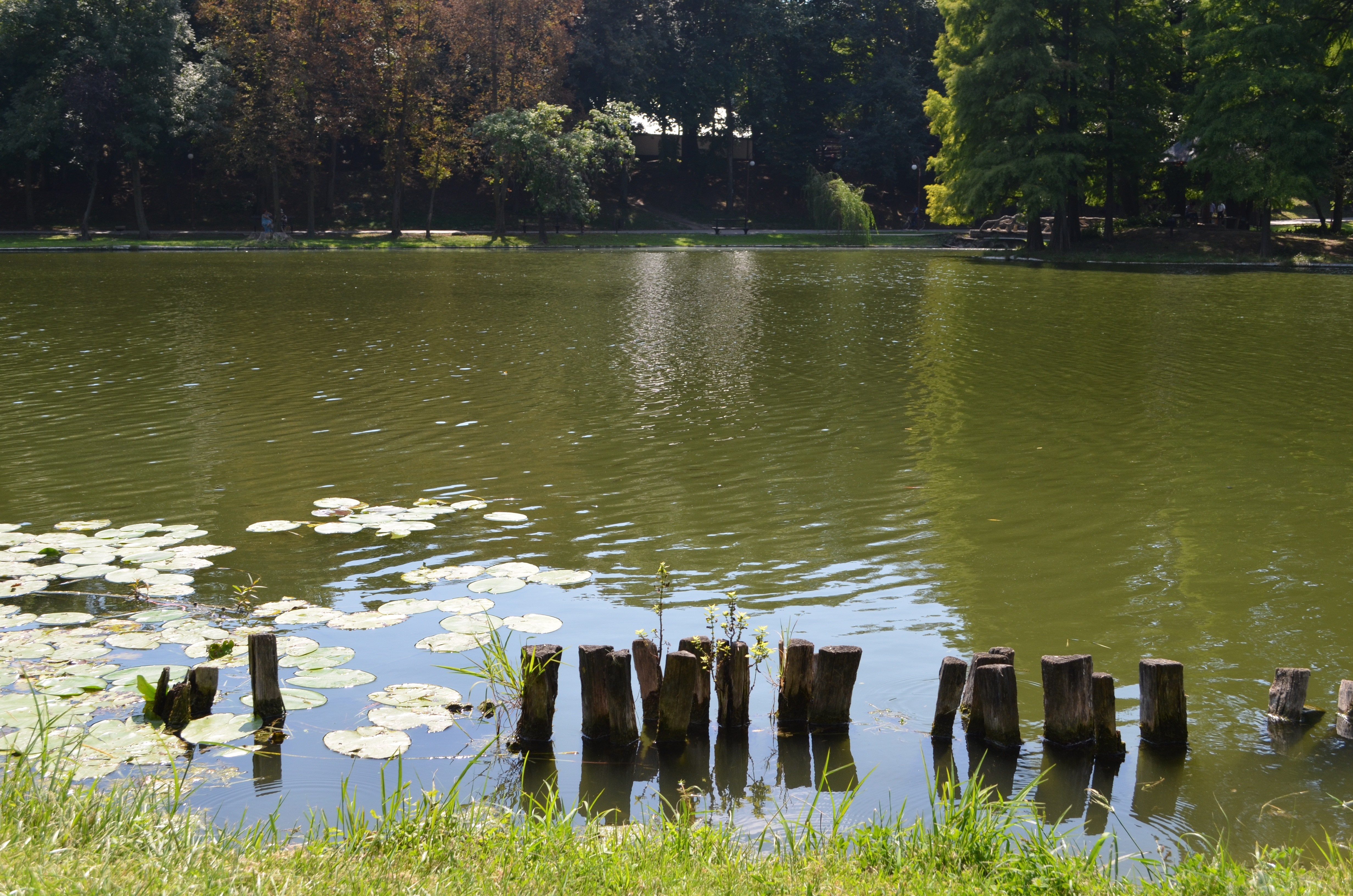 Lake with lily pads and wooden posts in a park HD Wallpaper