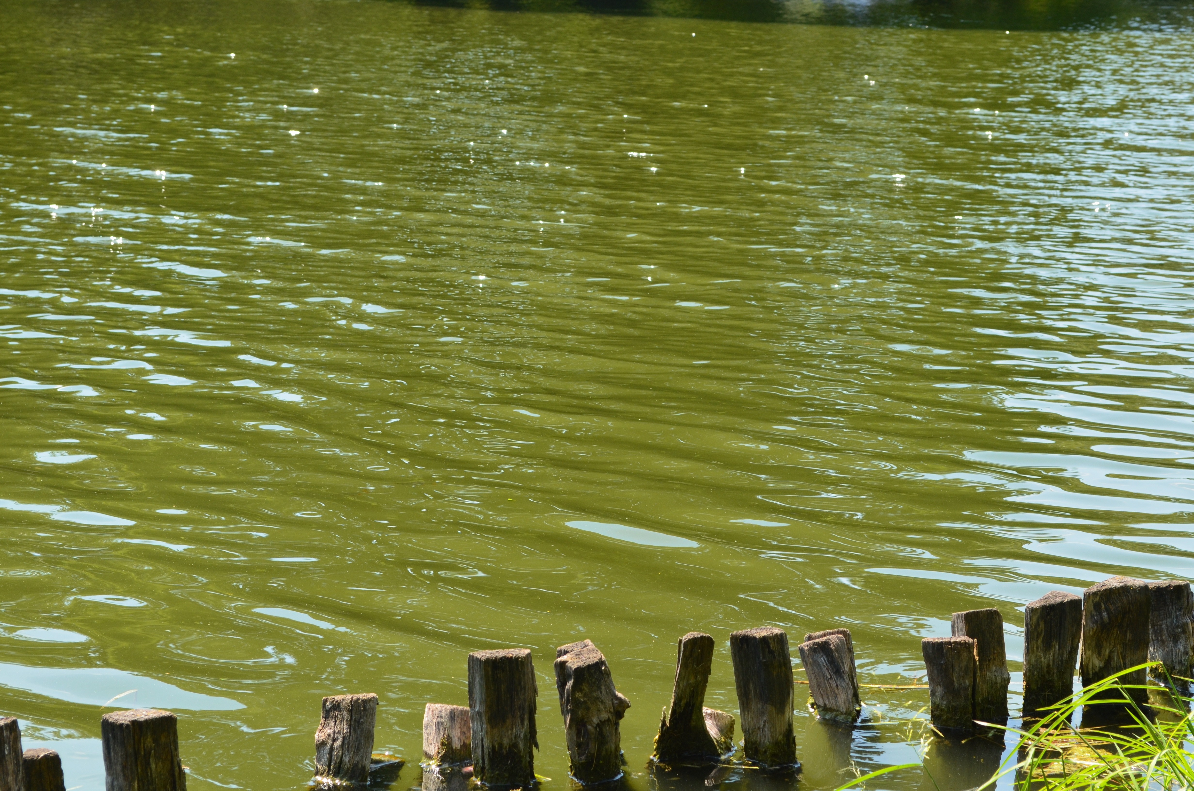 Wooden posts in green water with sunlight reflections HD Wallpaper