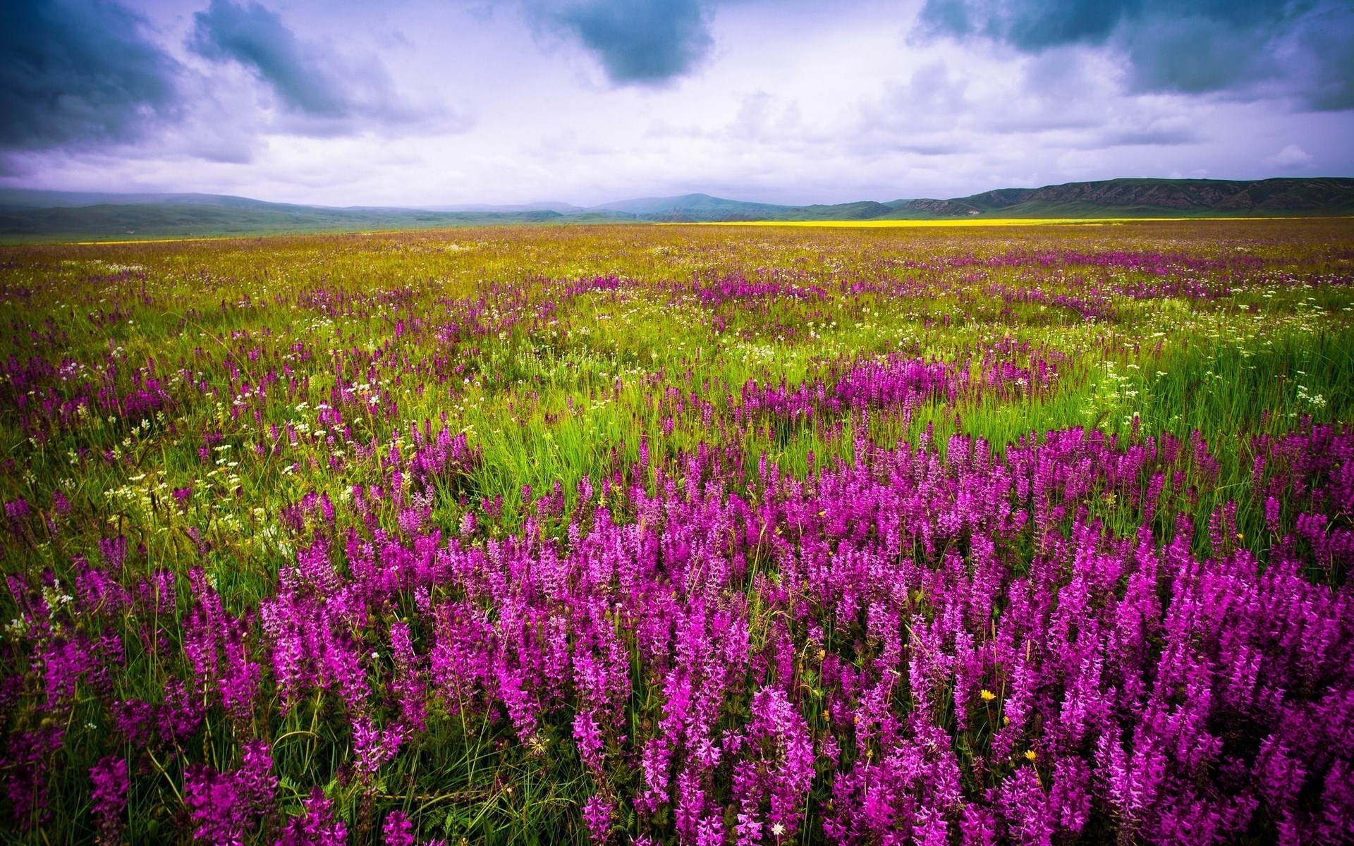 Field of purple and yellow flowers under a cloudy sky HD Wallpaper