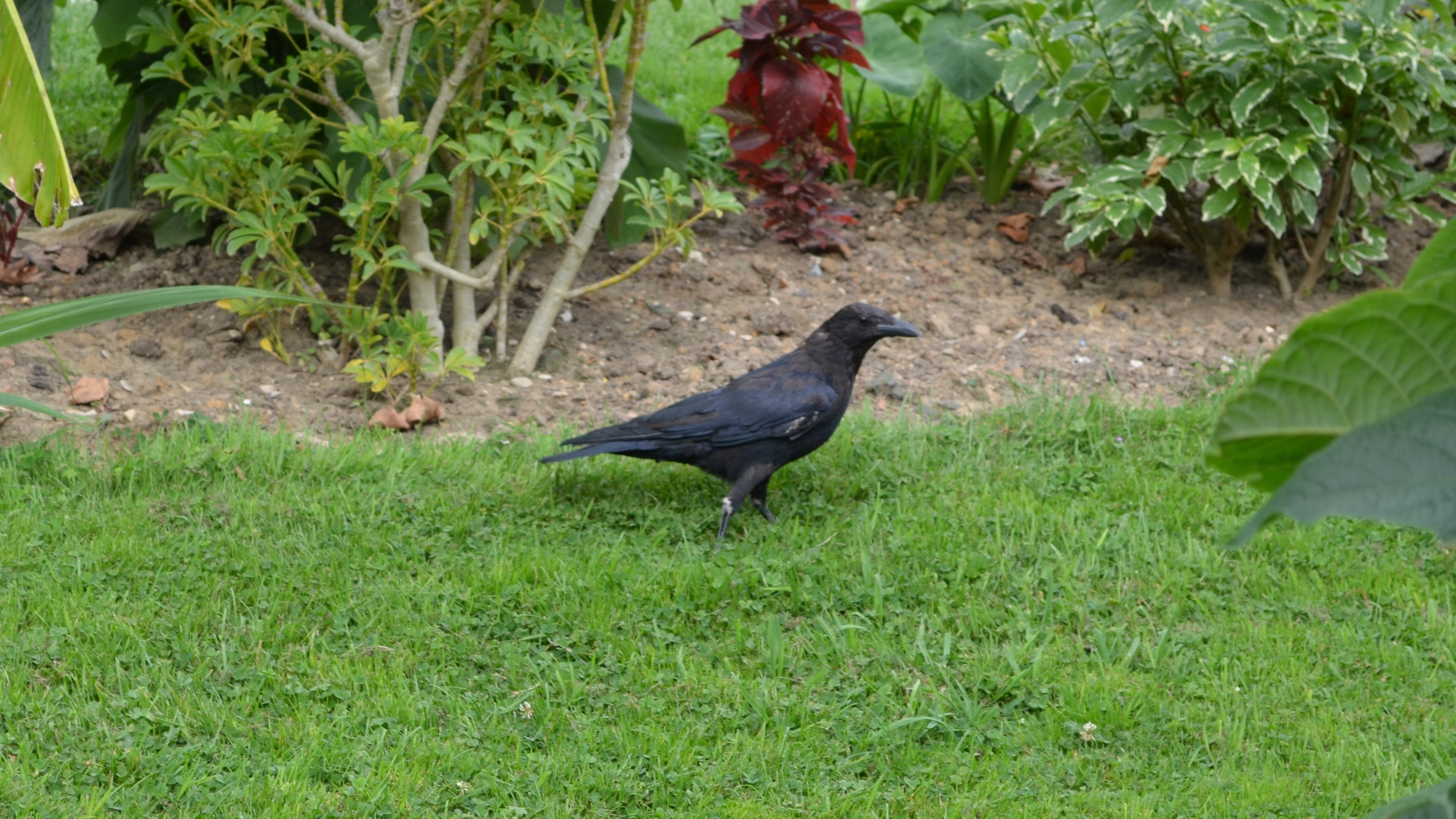 A black crow stands on green grass in a garden. HD Wallpaper