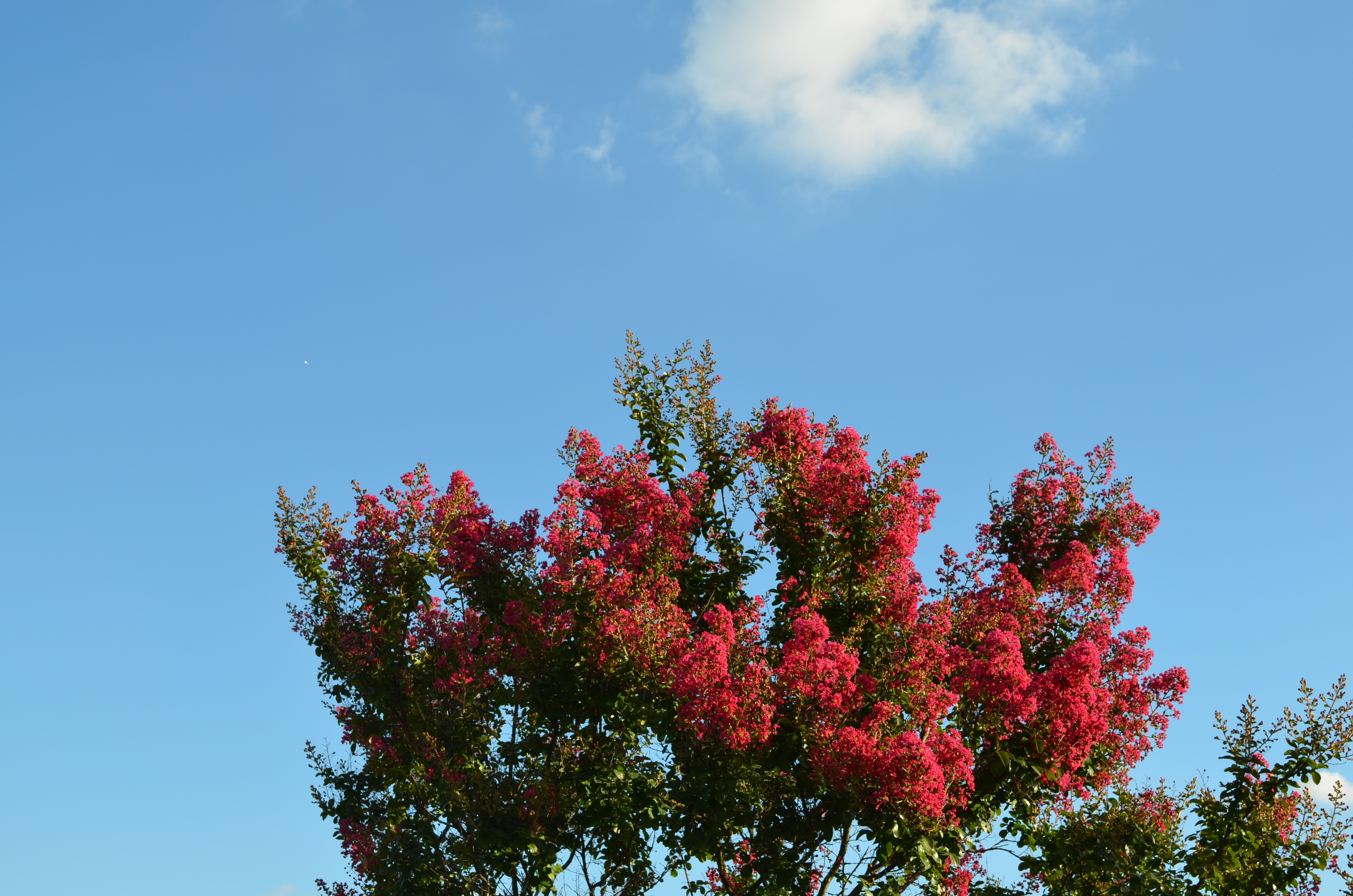Crepe Myrtle tree with pink blossoms against blue sky HD Wallpaper