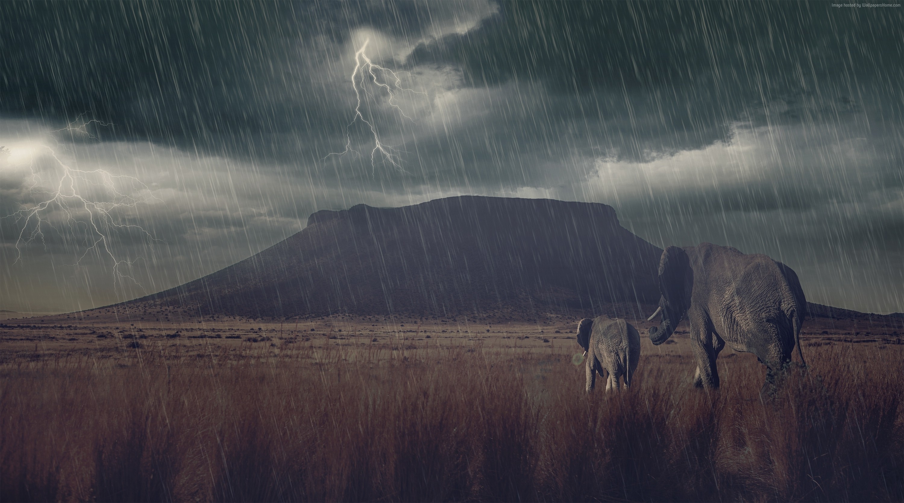 Elephants in a thunderstorm with lightning HD Wallpaper