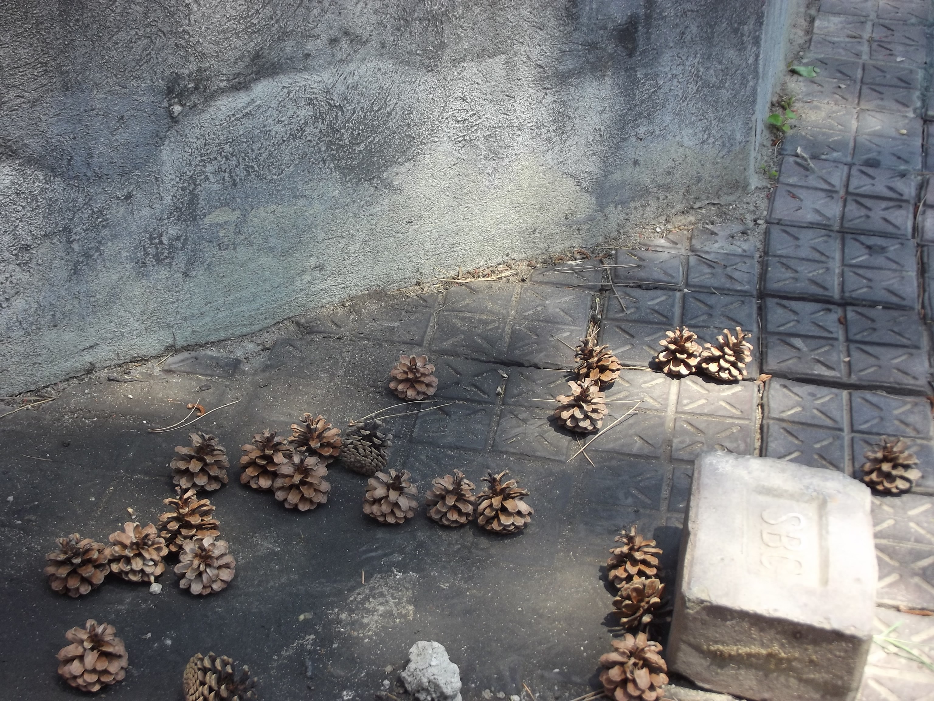 Pine cones on pavement near concrete wall HD Wallpaper