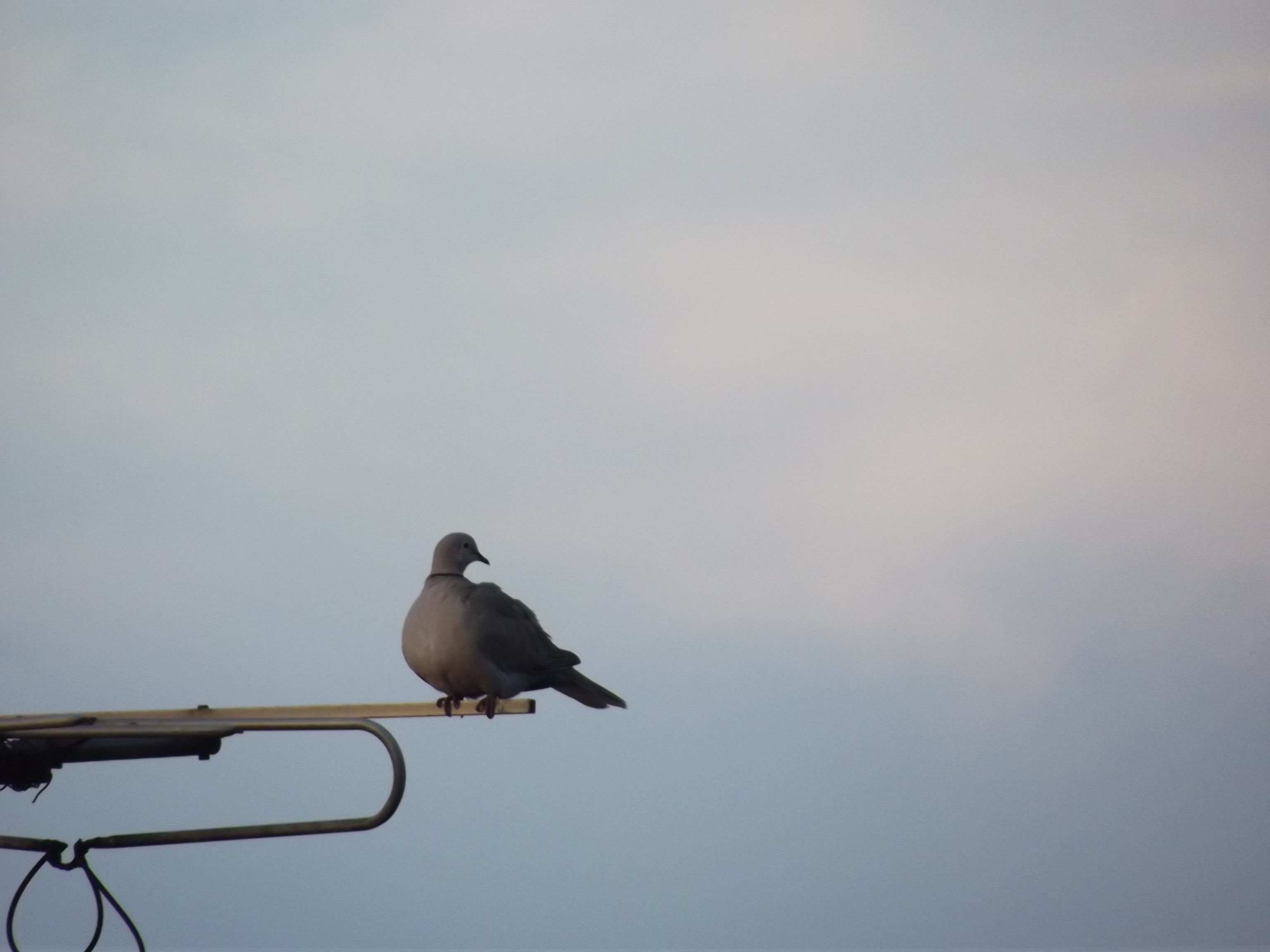 A dove perches on an antenna against a cloudy sky HD Wallpaper