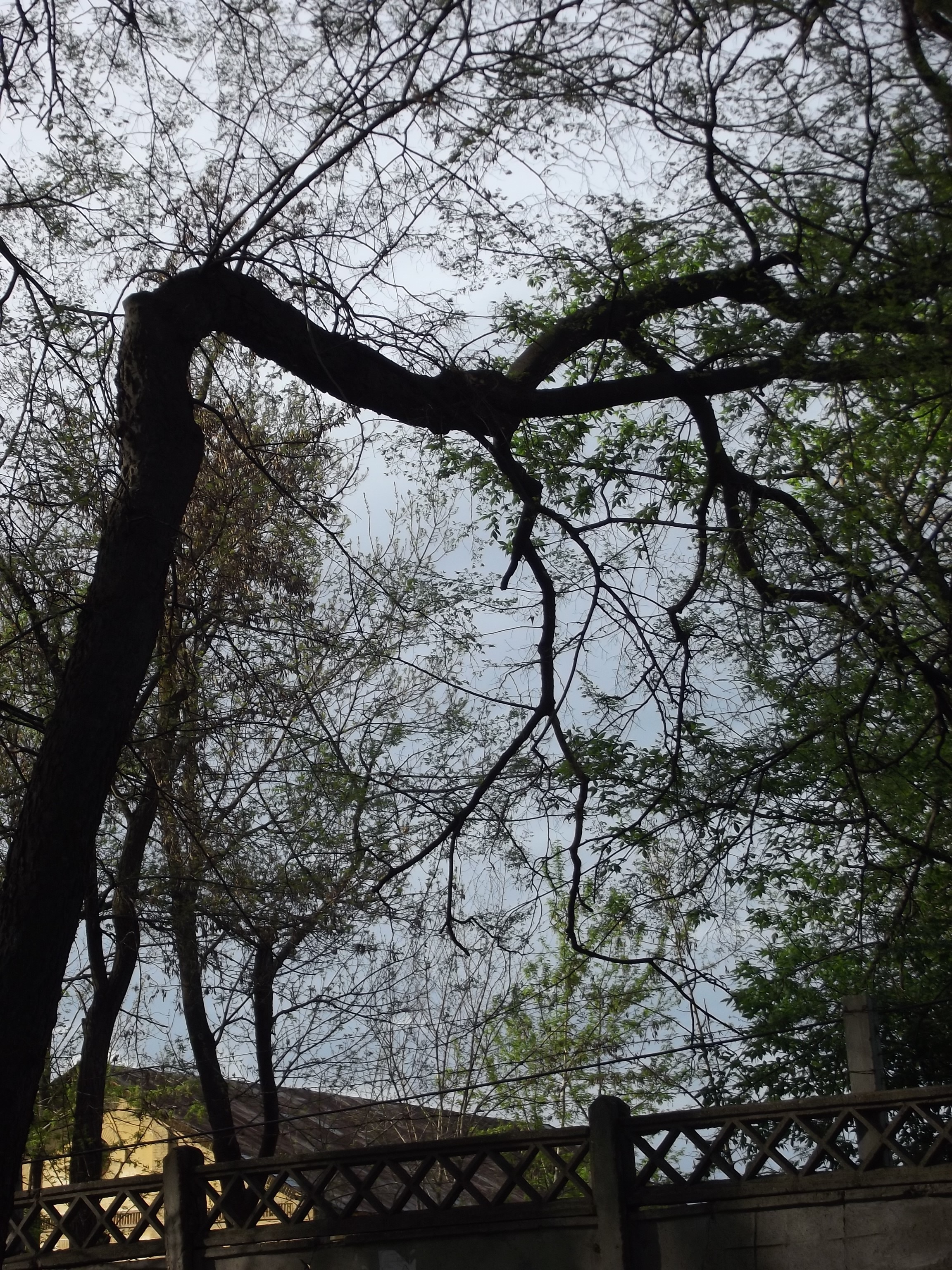 Trees and branches against a cloudy sky HD Wallpaper