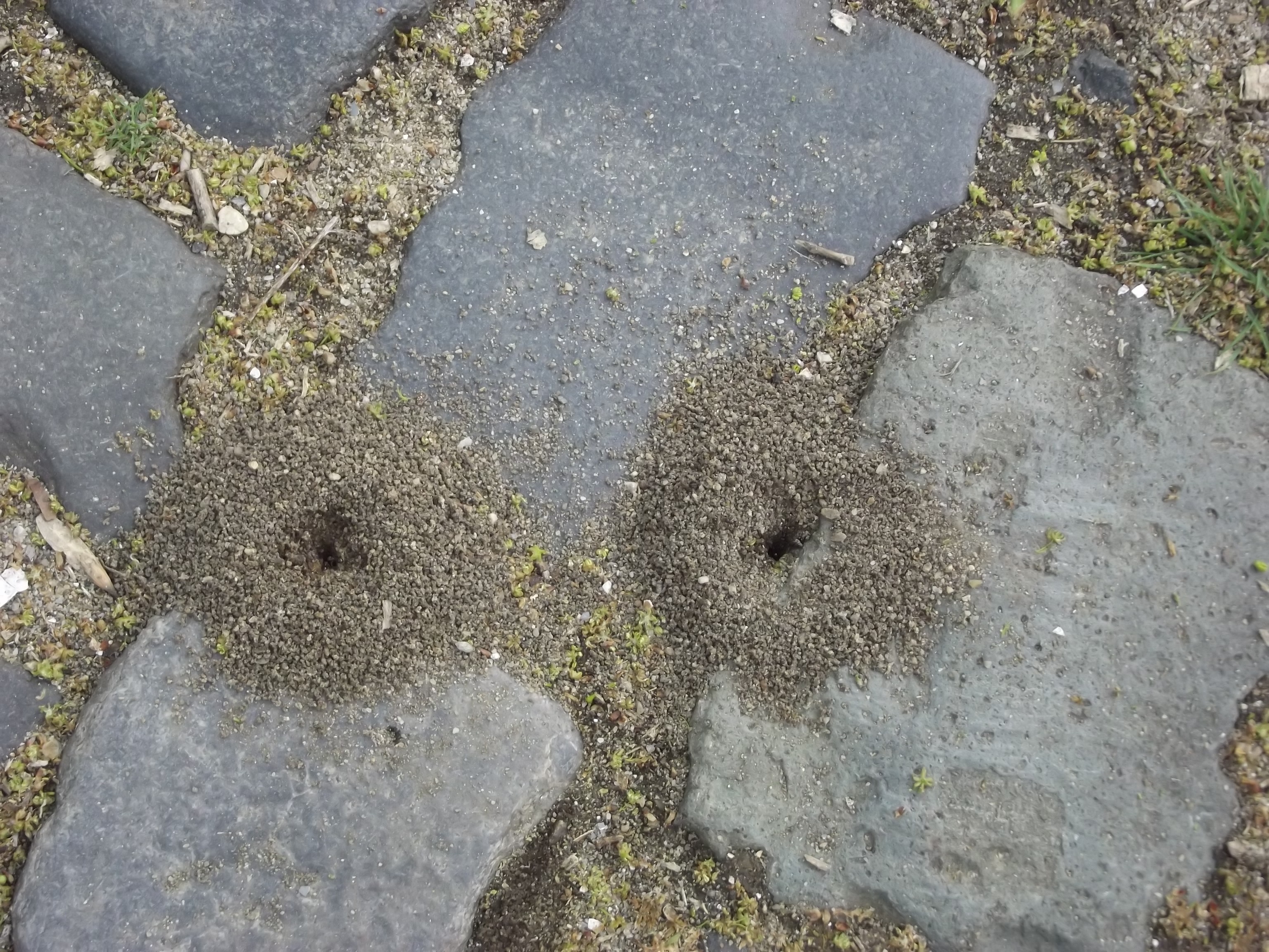 Ant hills on a cobblestone path HD Wallpaper