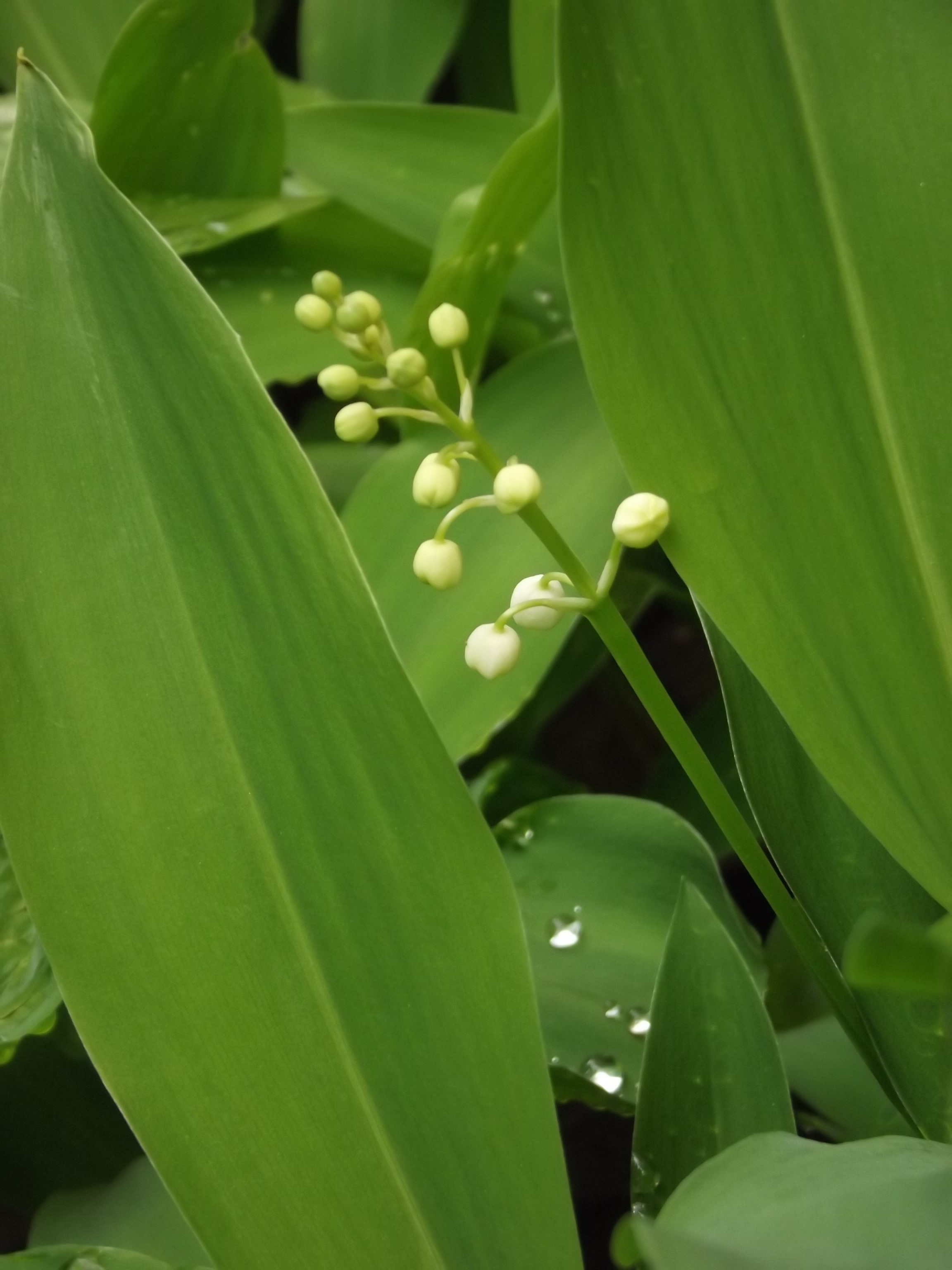 Lily of the valley flowers with green leaves HD Wallpaper