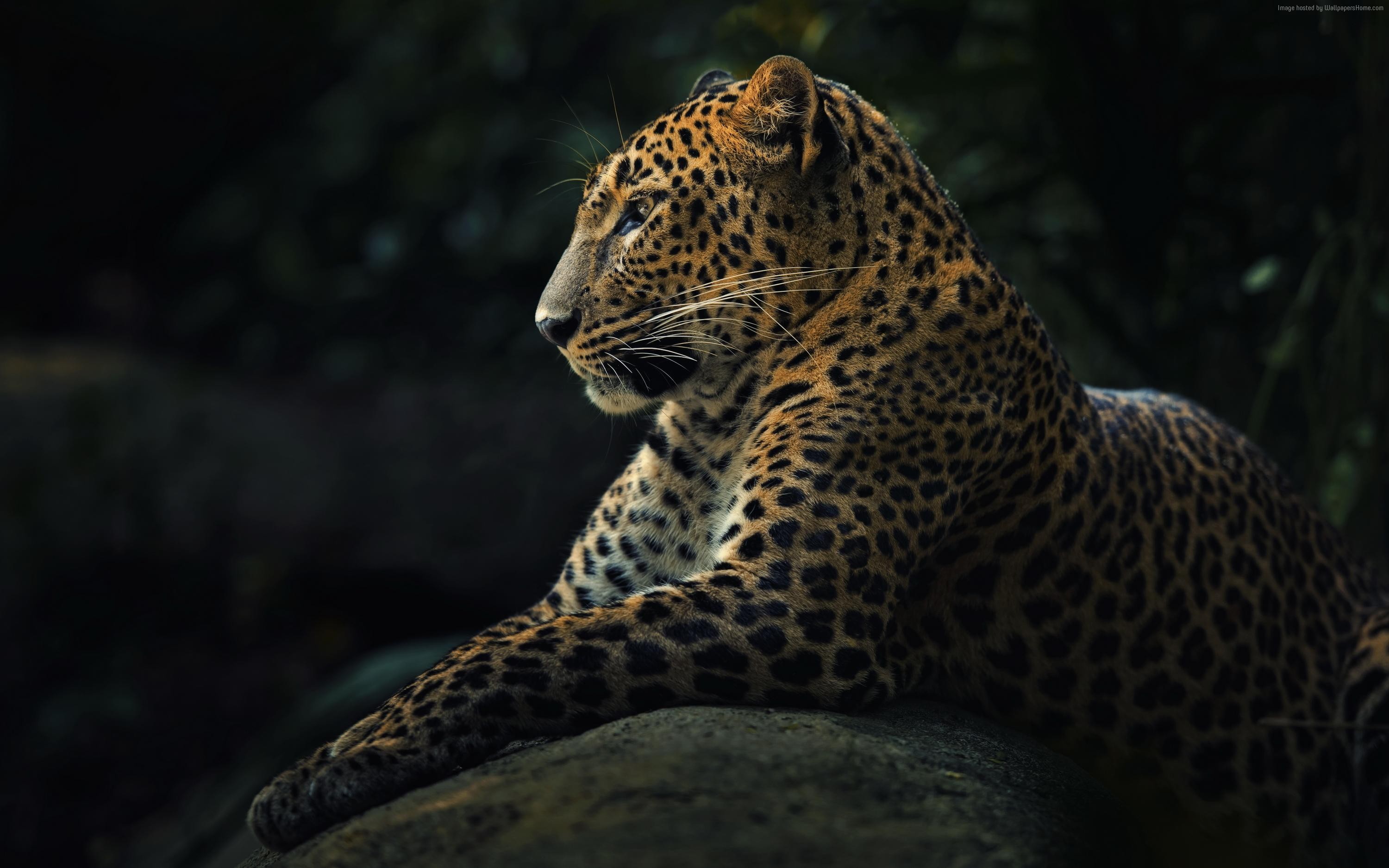 Leopard resting on a rock HD Wallpaper