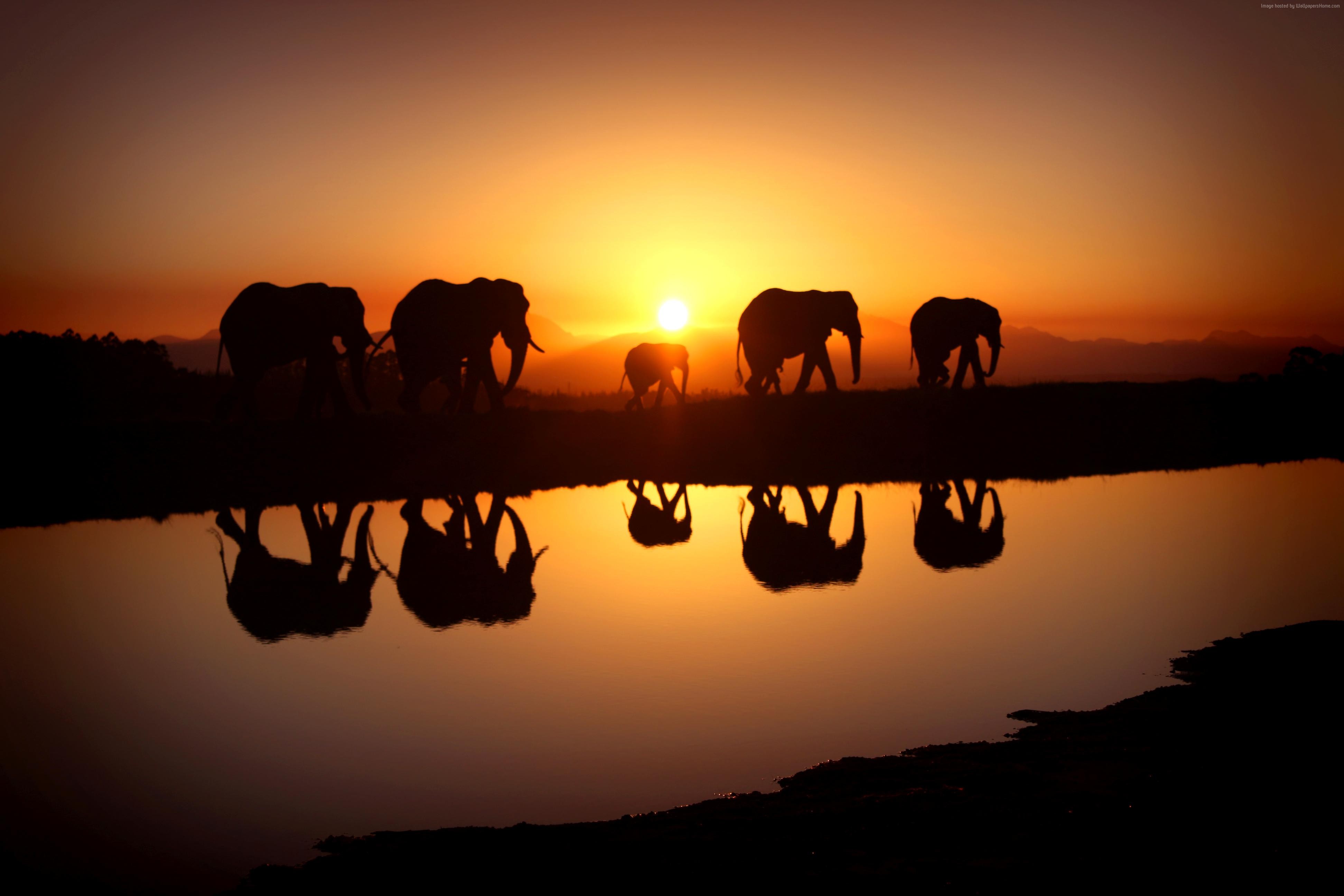 Elephants silhouetted at sunset by a watering hole HD Wallpaper