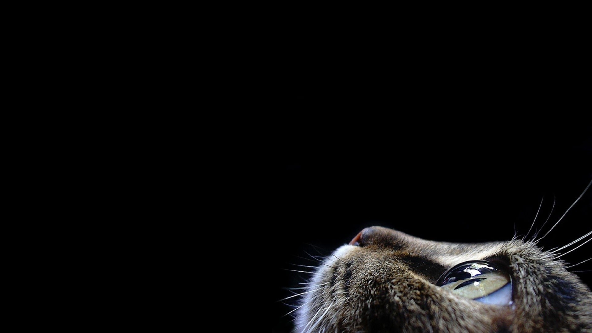 Close-up of a cat's eye and nose in darkness HD Wallpaper