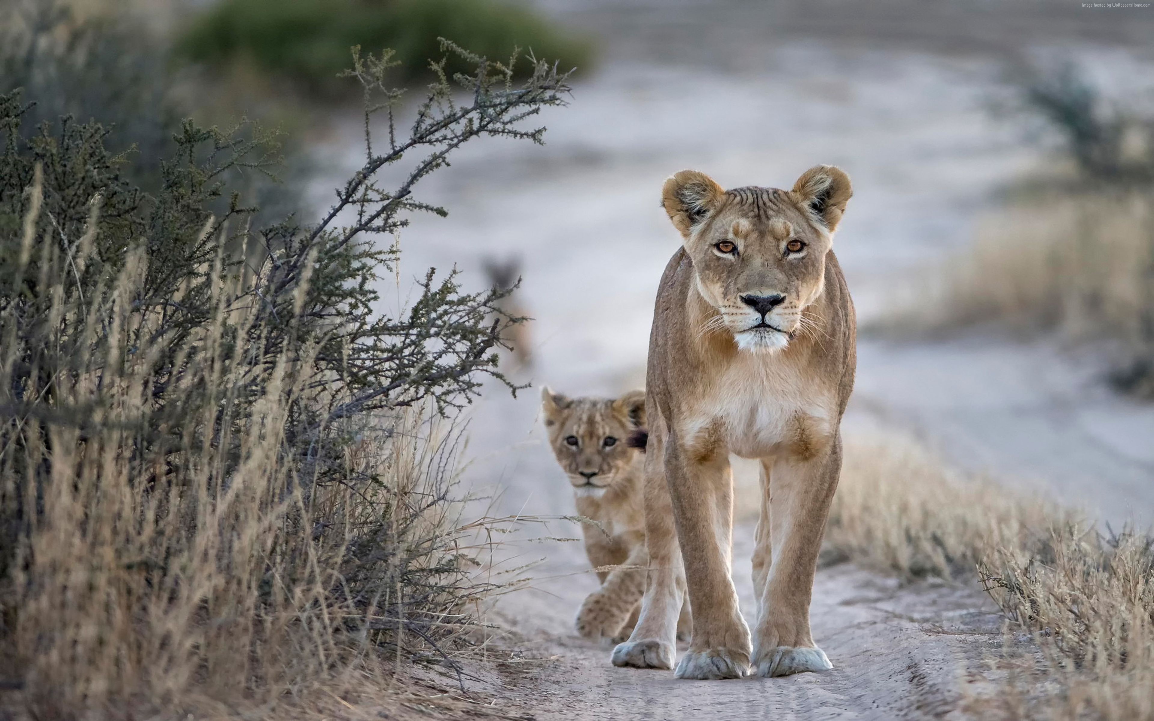 Two lions walking on a dirt road HD Wallpaper